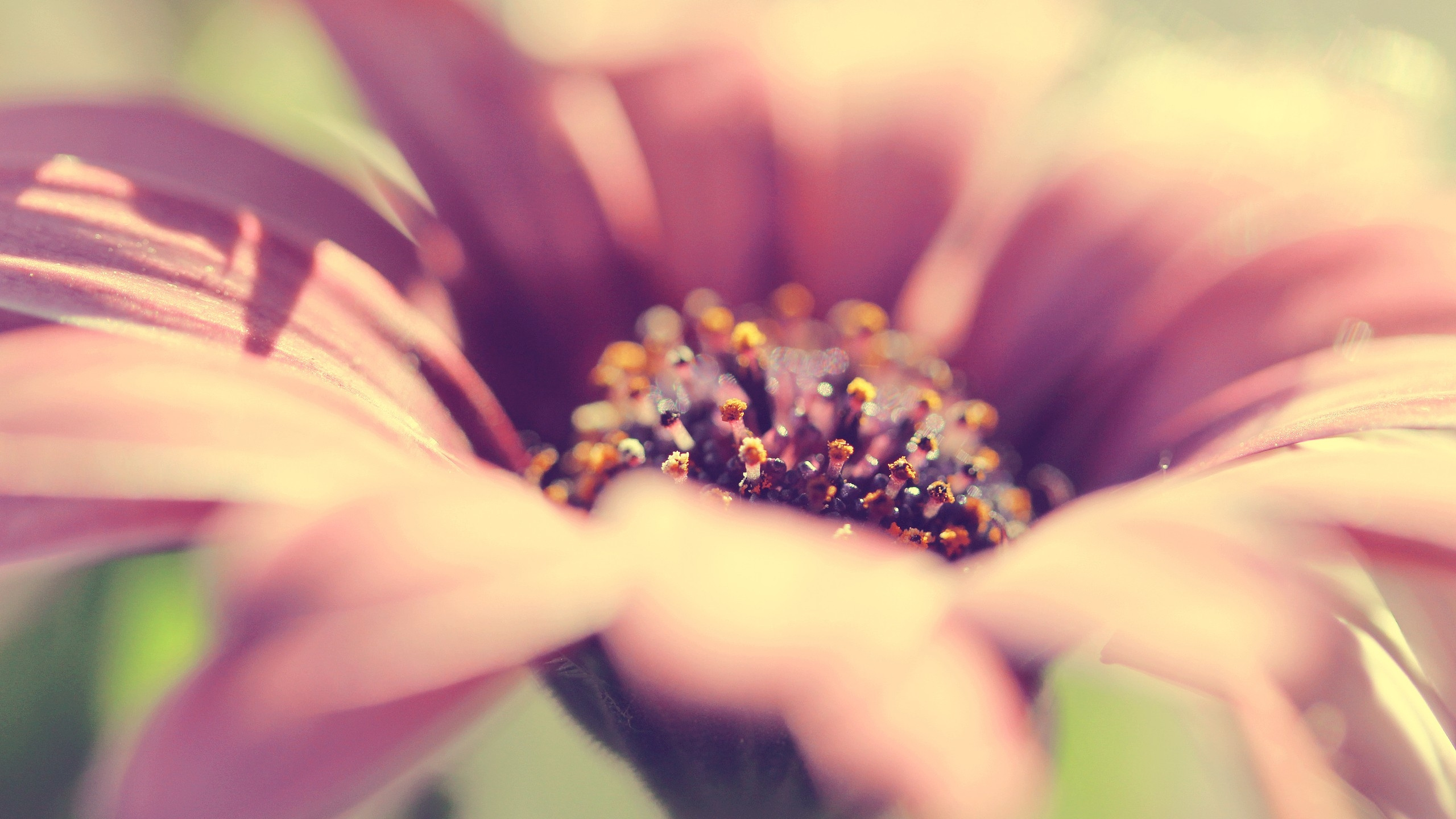 Pink and White Flower in Macro Lens Photography. Wallpaper in 2560x1440 Resolution