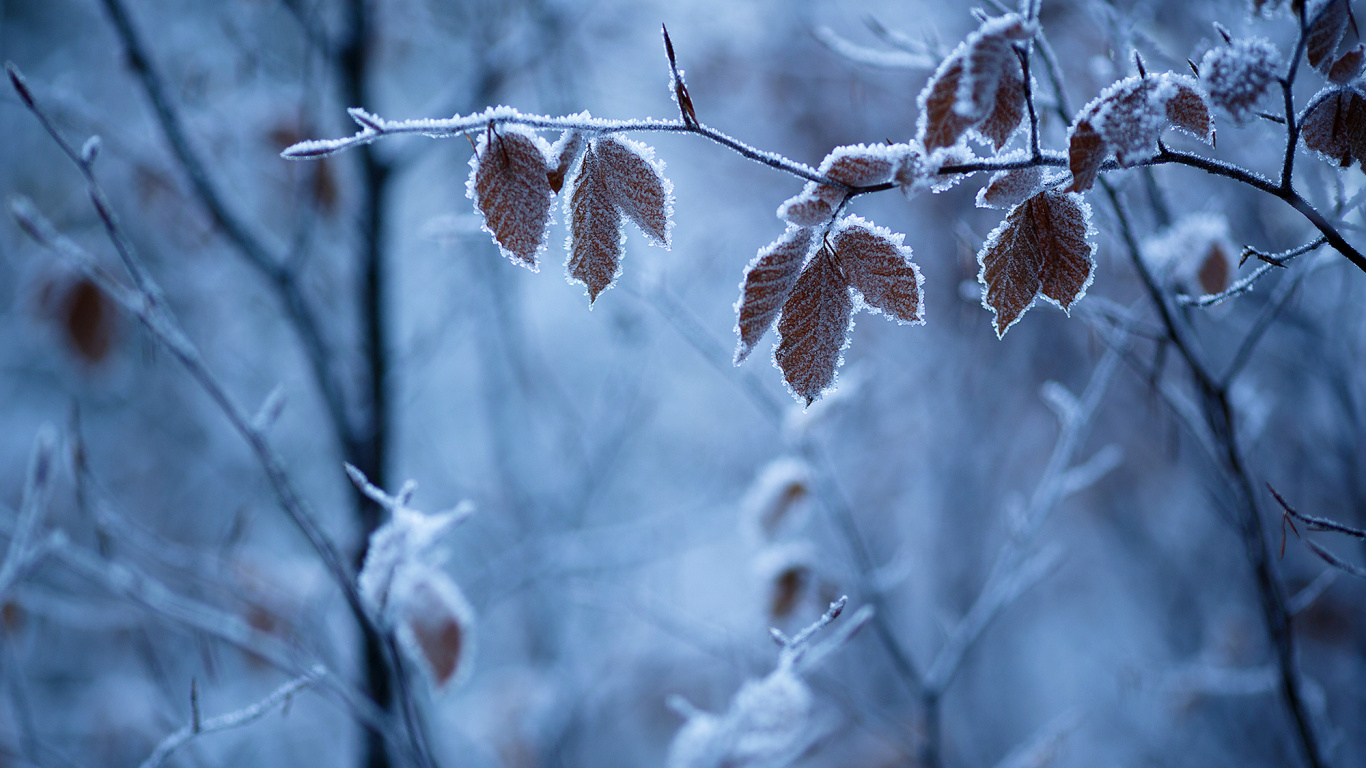 Brown Dried Leaves on Brown Tree Branch. Wallpaper in 1366x768 Resolution
