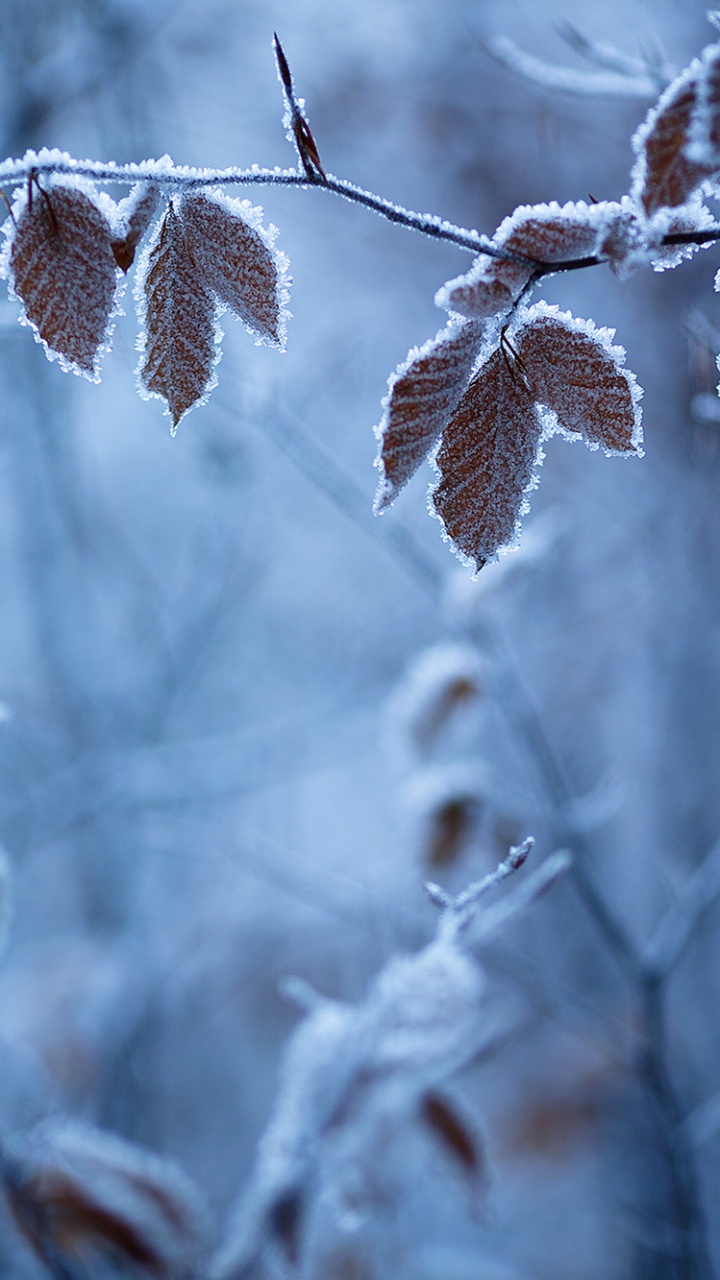 Brown Dried Leaves on Brown Tree Branch. Wallpaper in 720x1280 Resolution