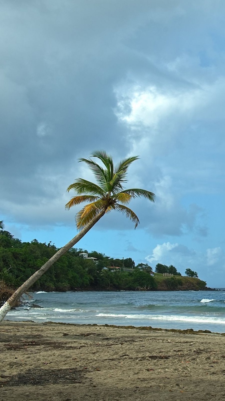 Grüne Palme in Der Nähe Des Meeres Tagsüber. Wallpaper in 720x1280 Resolution