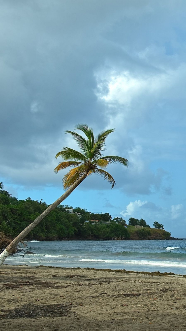 Grüne Palme in Der Nähe Des Meeres Tagsüber. Wallpaper in 750x1334 Resolution