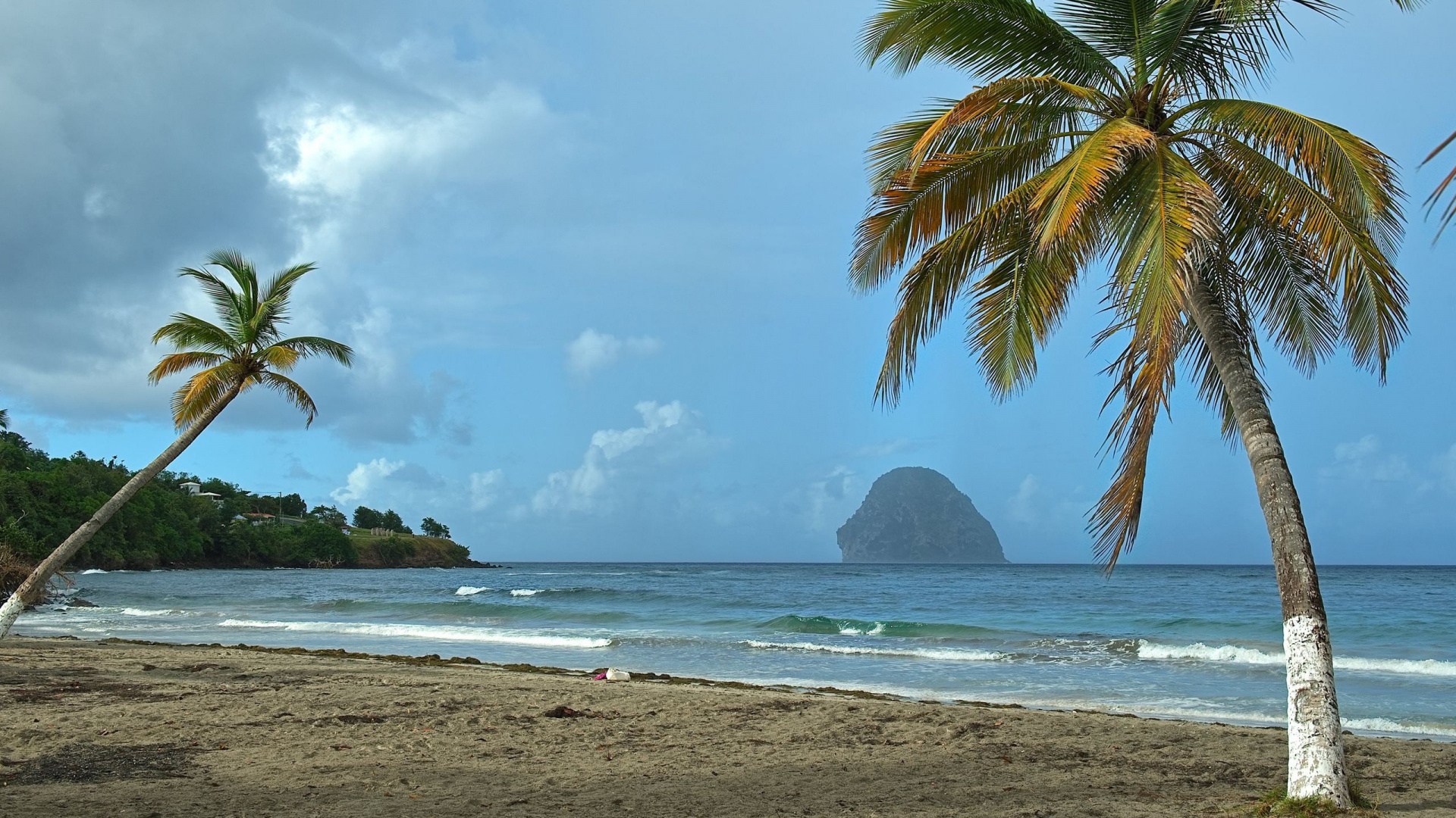 Green Palm Tree Near Sea During Daytime. Wallpaper in 1920x1080 Resolution