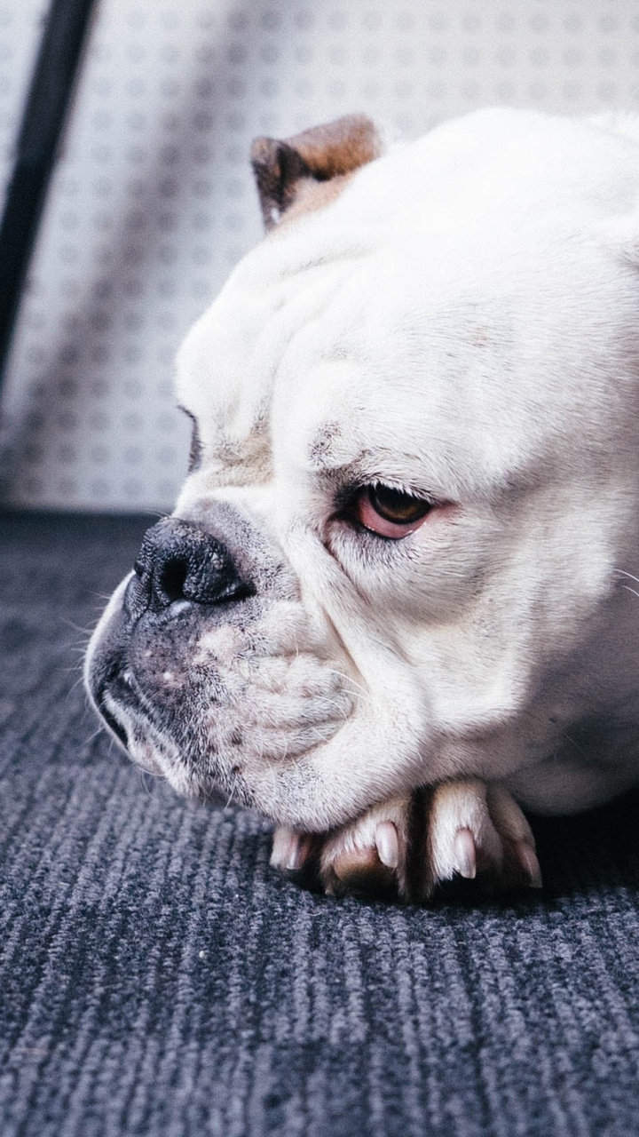 Chien à Poil Court Blanc et Marron Sur Textile Noir. Wallpaper in 720x1280 Resolution