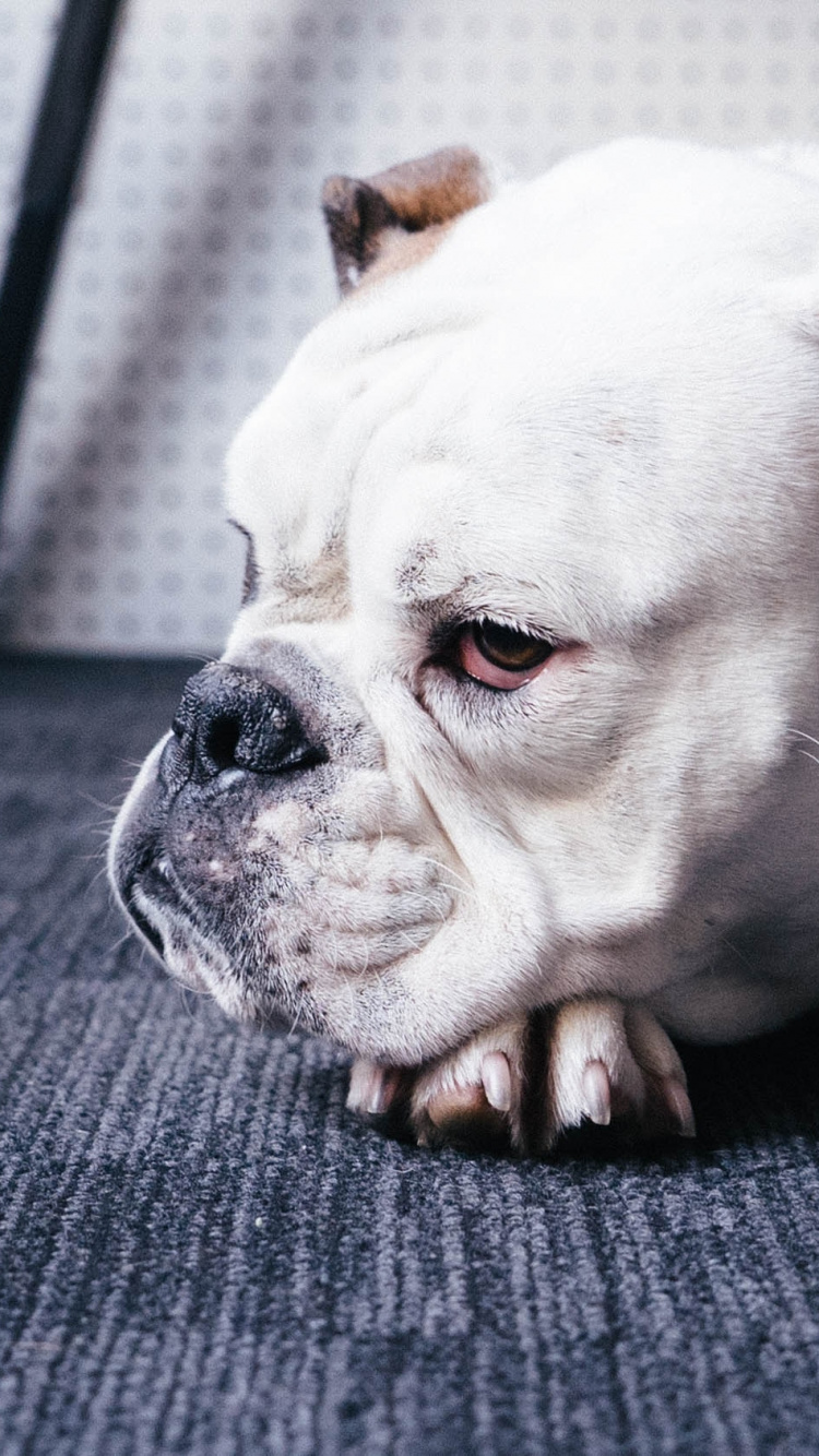 White and Brown Short Coated Dog on Black Textile. Wallpaper in 750x1334 Resolution