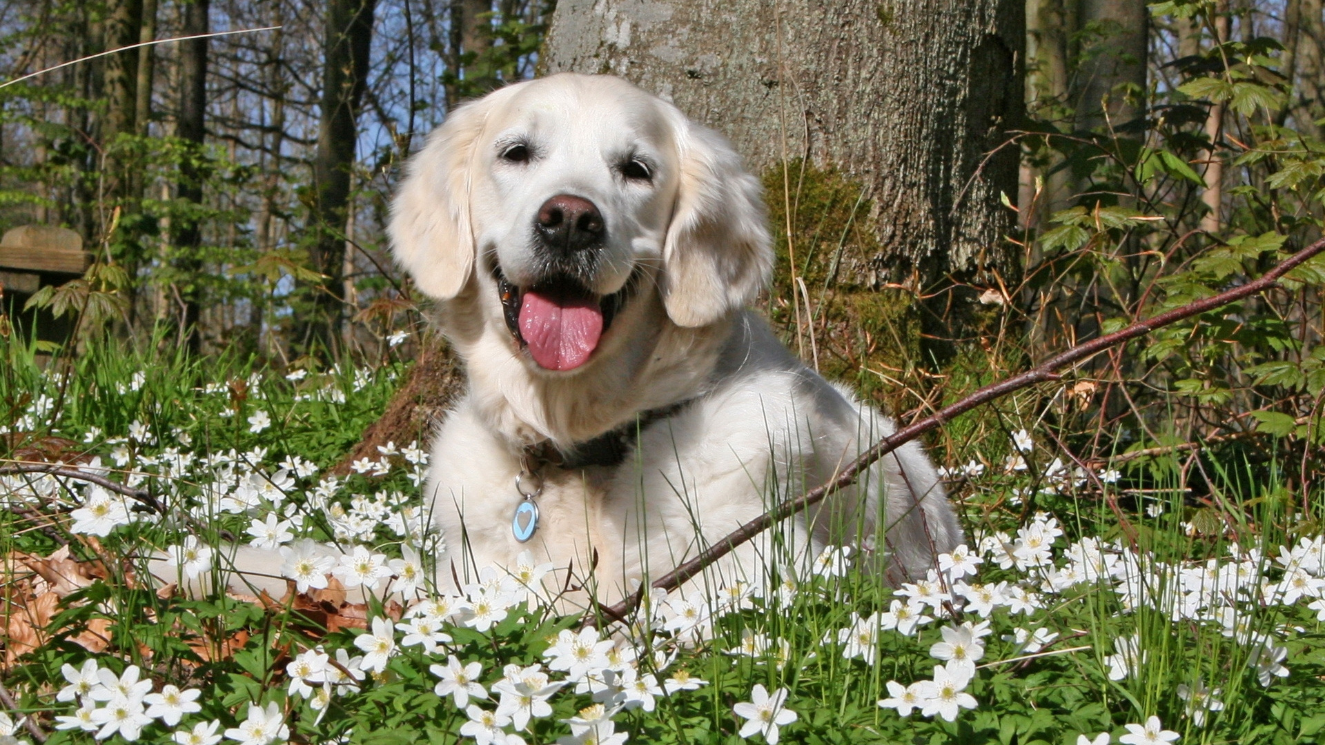 Golden Retriever Puppy on Green Grass Field During Daytime. Wallpaper in 1920x1080 Resolution
