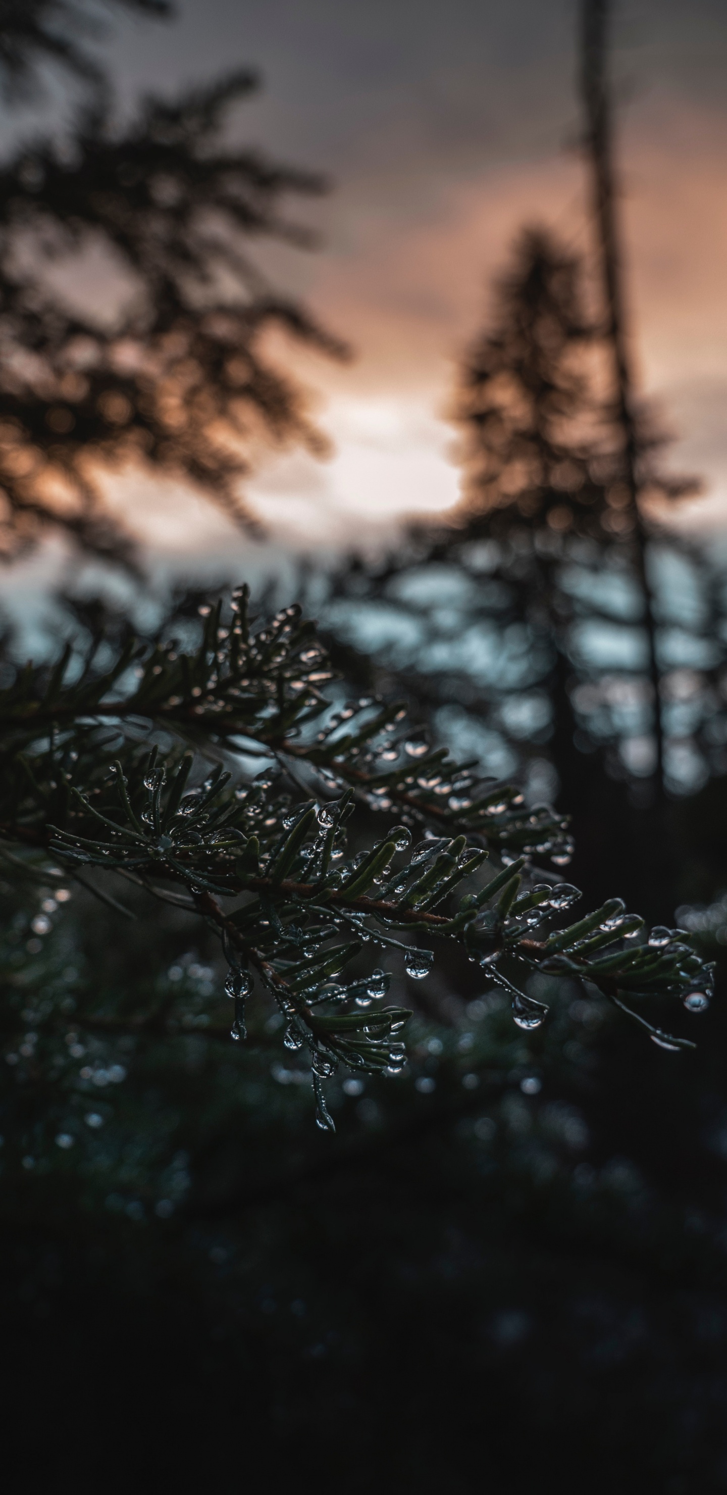 Nature, Eau, Ciel, Vidéo, Hiver. Wallpaper in 1440x2960 Resolution