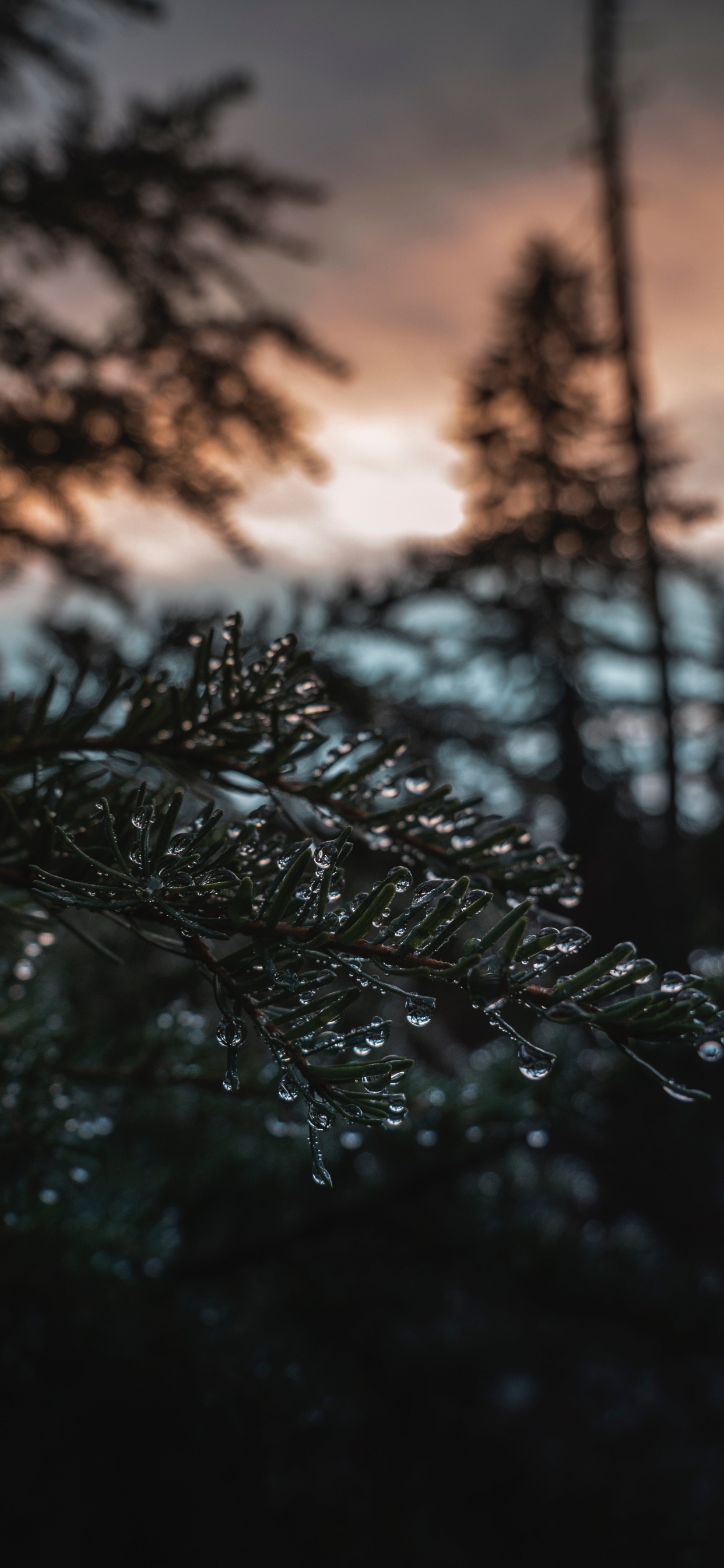 Natur, Baum, Wasser, Branch, Musik. Wallpaper in 1242x2688 Resolution