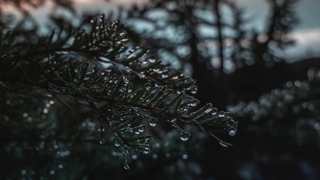 Nature, Tree, Water, Branch, Music. Wallpaper in 1280x720 Resolution