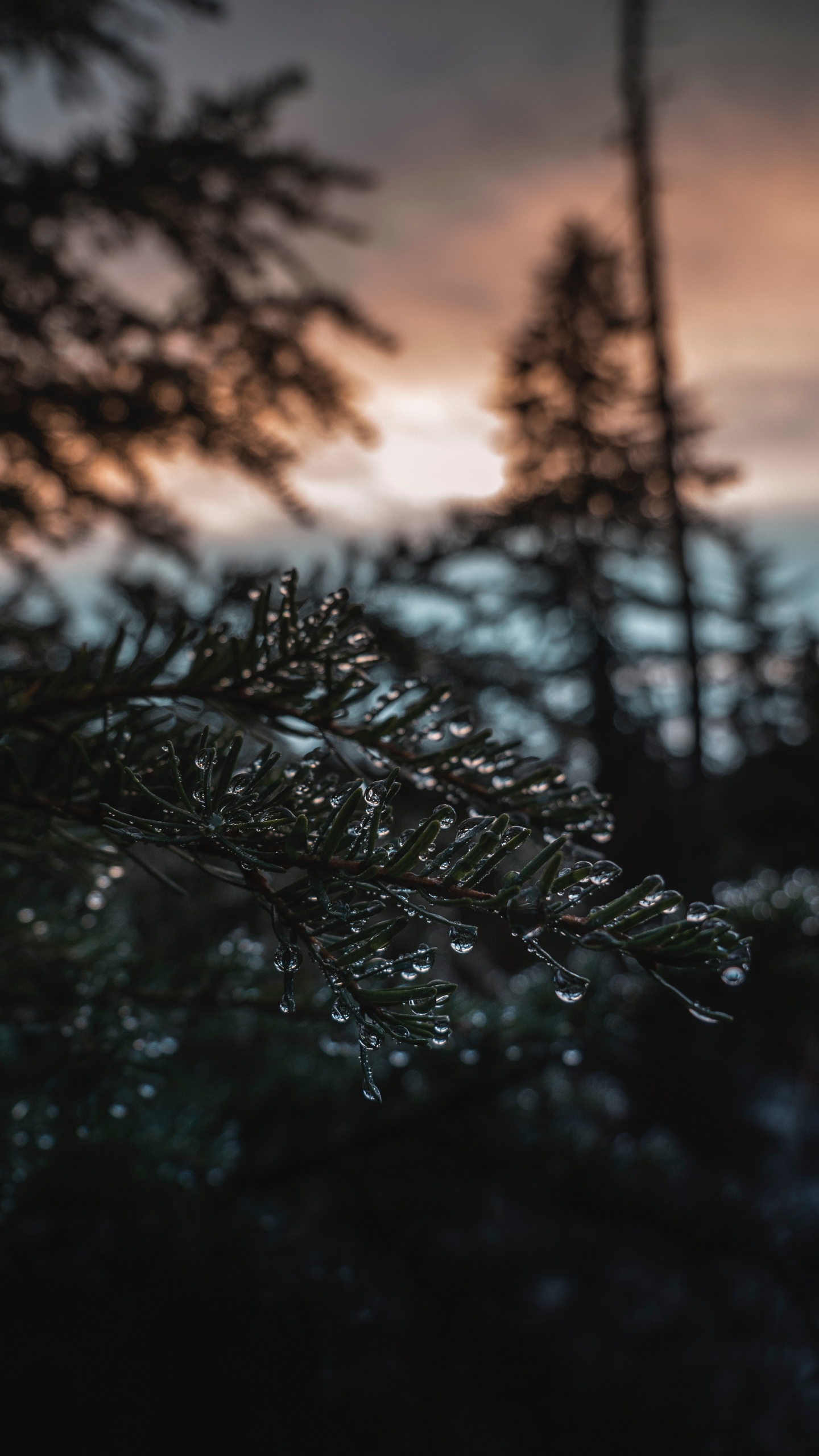 Nature, Tree, Water, Branch, Music. Wallpaper in 1440x2560 Resolution