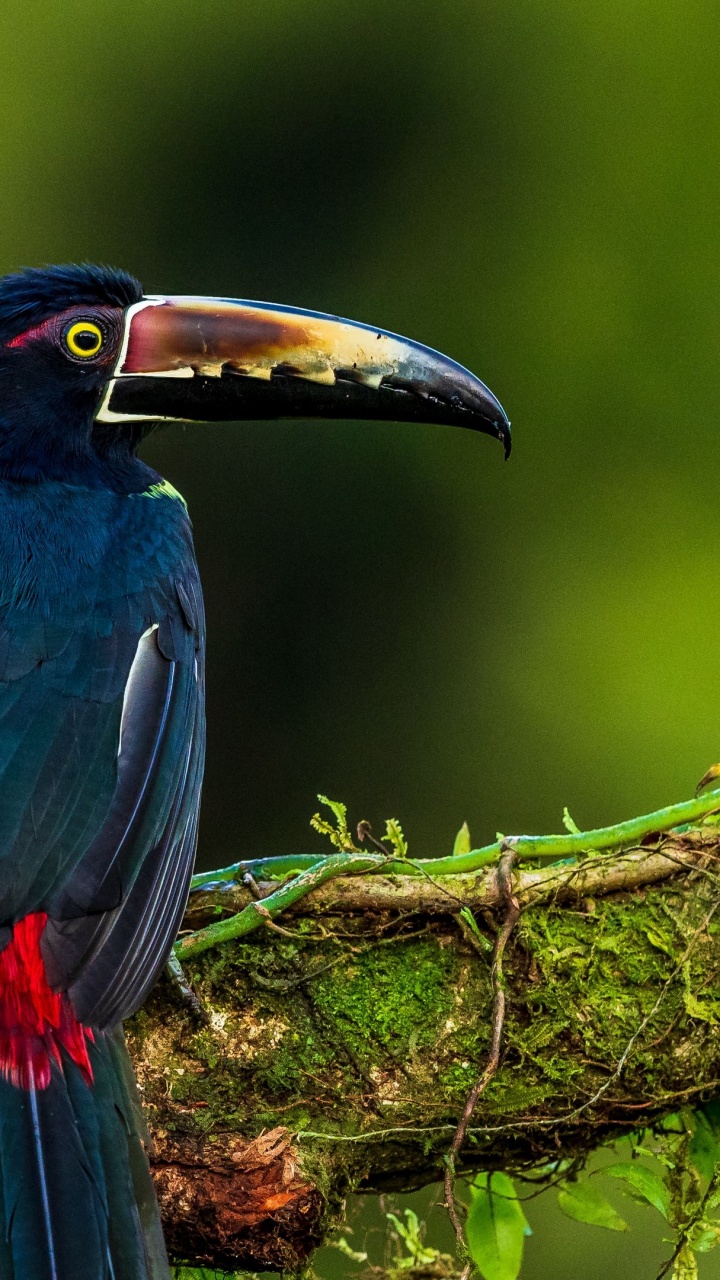 Feather, Birds, Nature, Branch, Beak. Wallpaper in 720x1280 Resolution