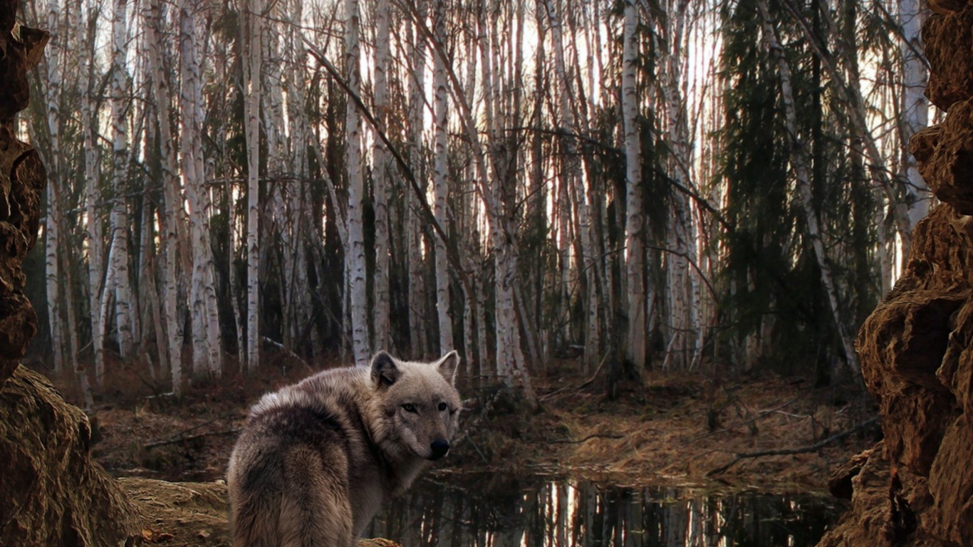 White and Black Wolf on Forest During Daytime. Wallpaper in 1366x768 Resolution