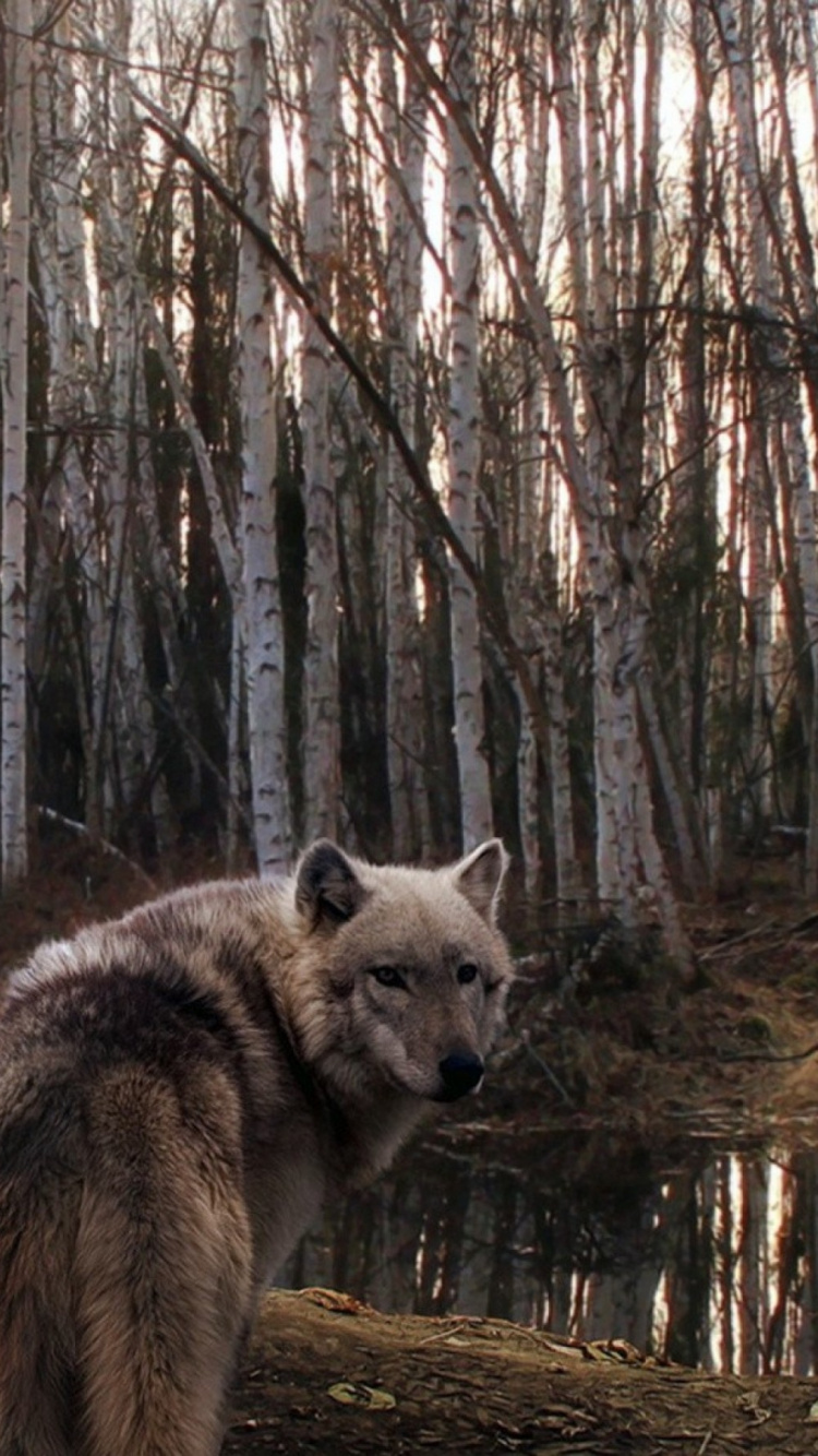 White and Black Wolf on Forest During Daytime. Wallpaper in 750x1334 Resolution
