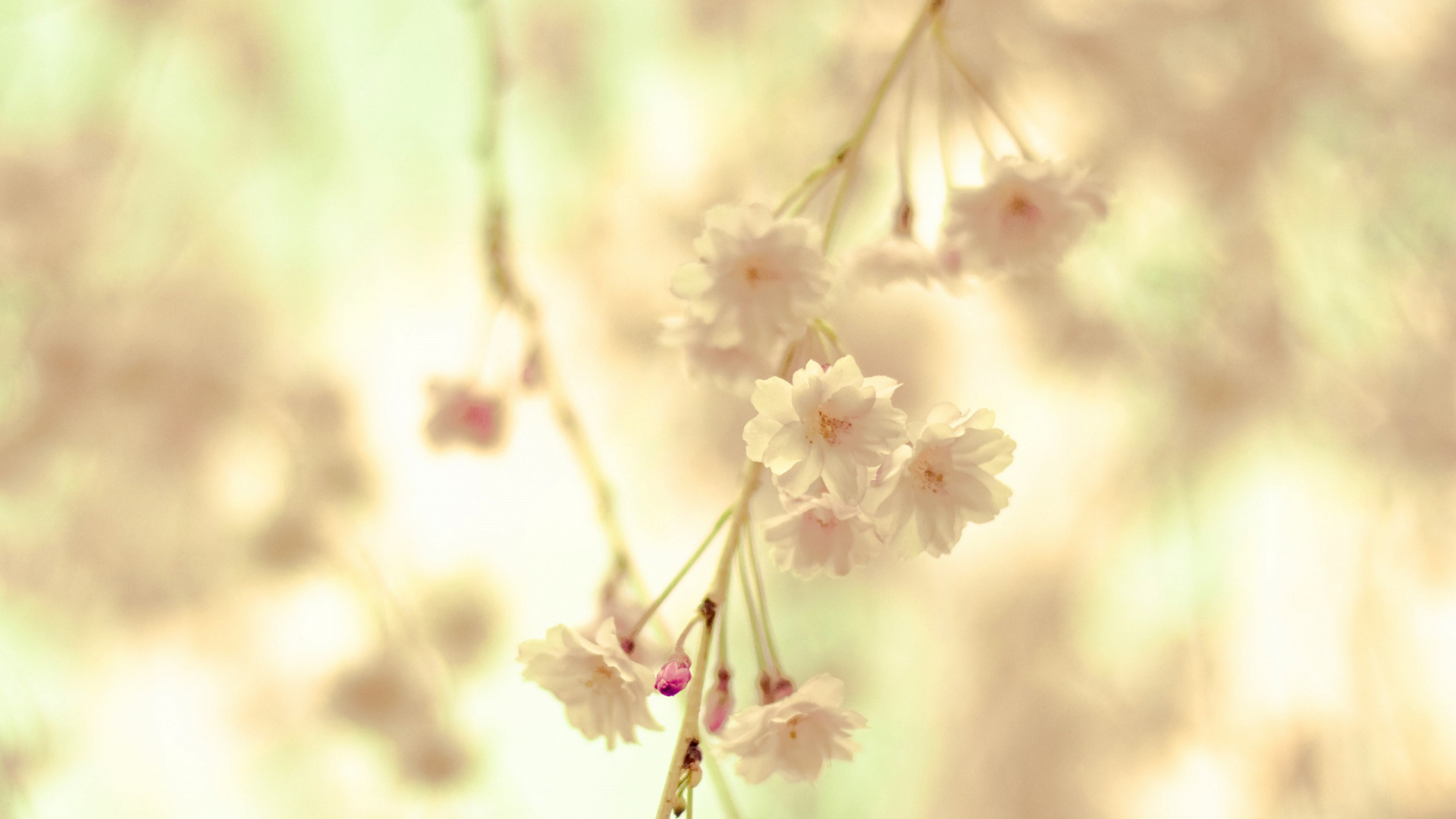 White Cherry Blossom in Close up Photography. Wallpaper in 1920x1080 Resolution