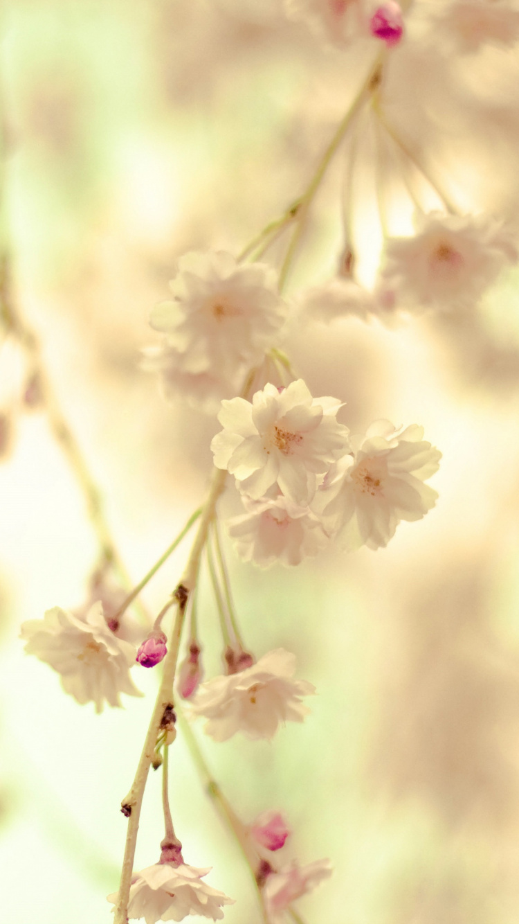 White Cherry Blossom in Close up Photography. Wallpaper in 750x1334 Resolution
