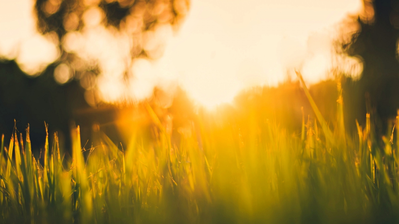 Green Grass Field Near Body of Water During Daytime. Wallpaper in 1280x720 Resolution