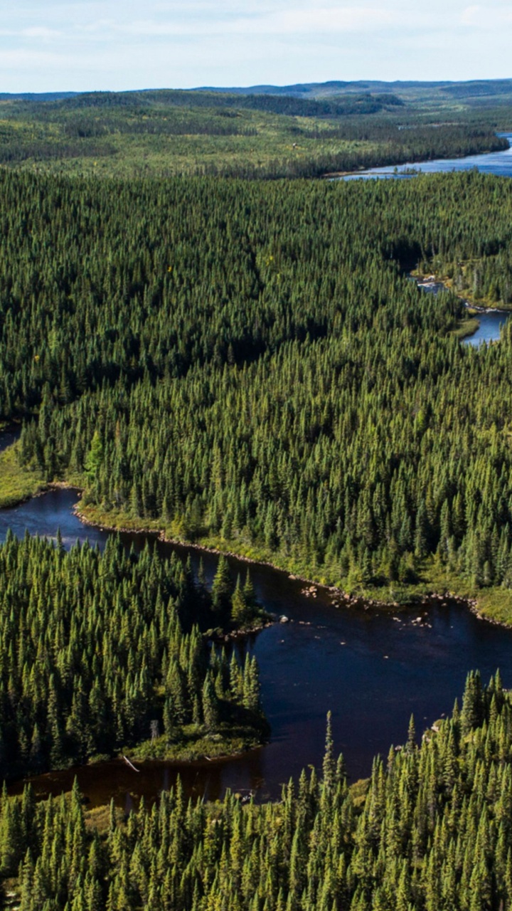 Green Trees Near Lake During Daytime. Wallpaper in 720x1280 Resolution