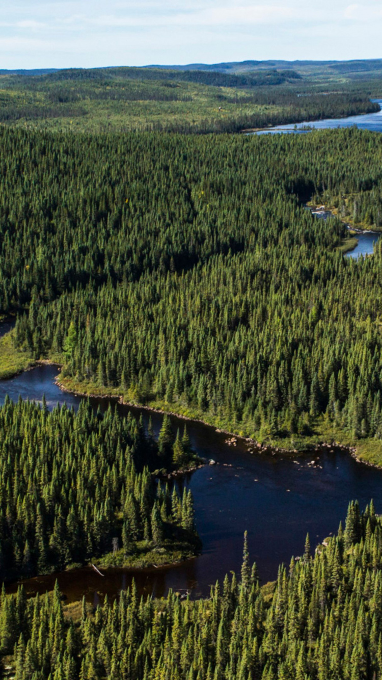 Green Trees Near Lake During Daytime. Wallpaper in 750x1334 Resolution