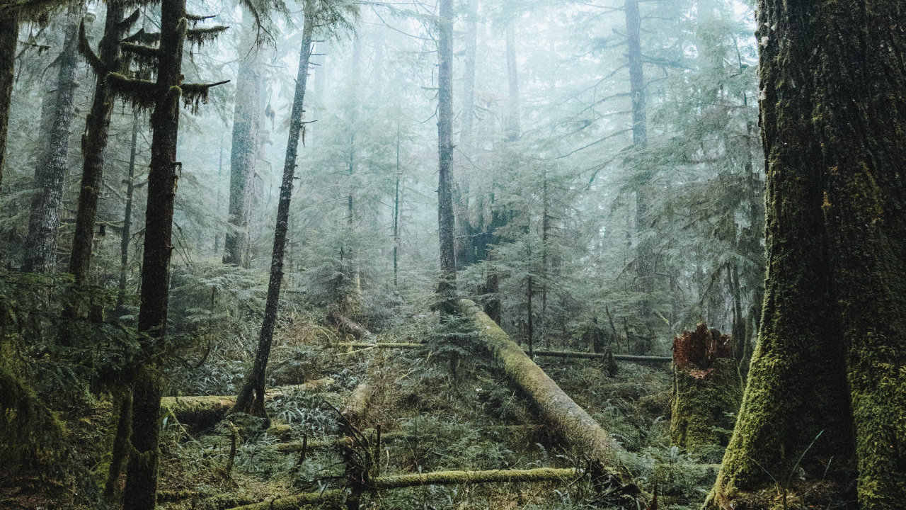 Tree, Forest, Nature, Natural Environment, Woodland. Wallpaper in 1280x720 Resolution