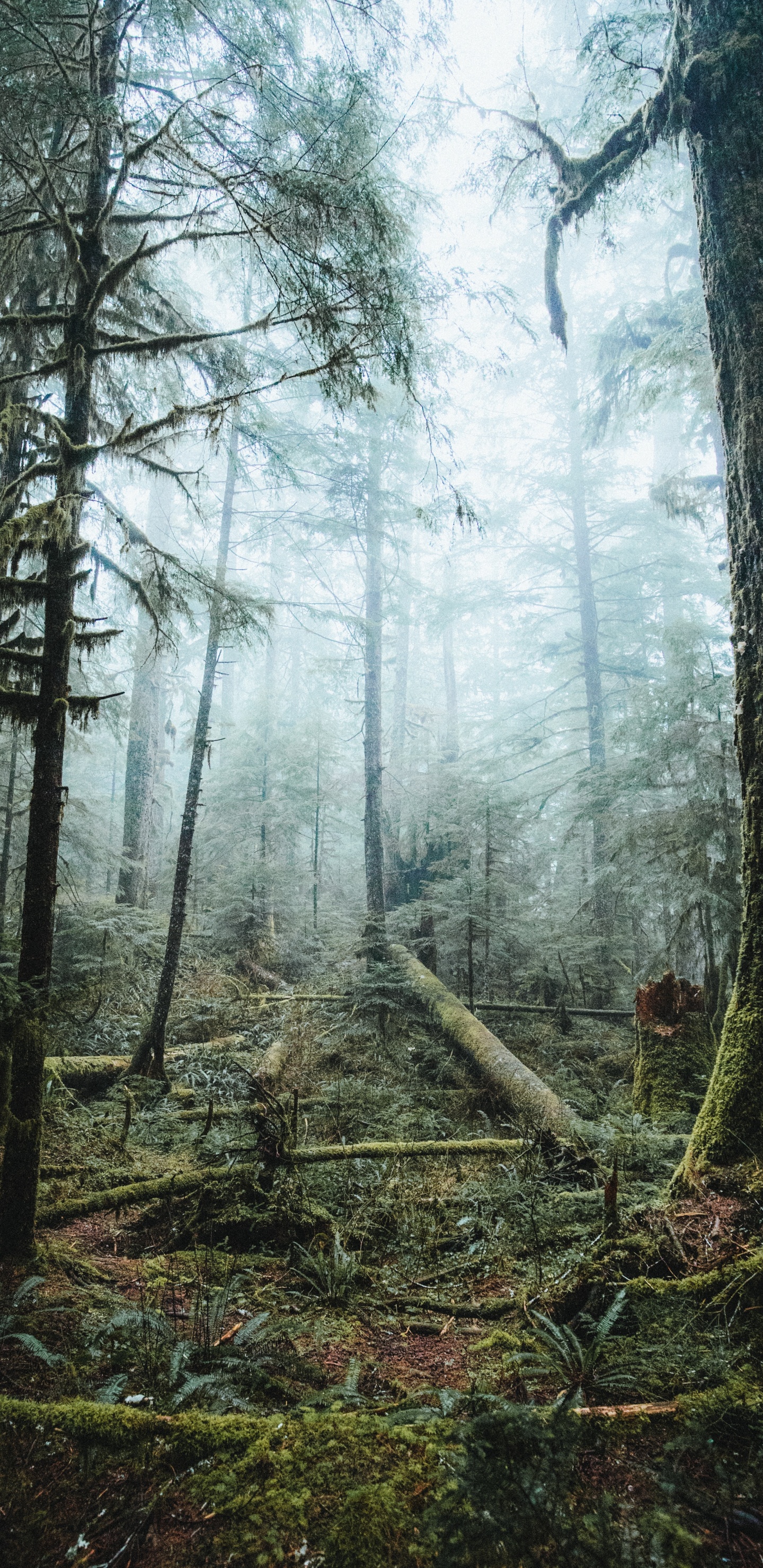 Tree, Forest, Nature, Natural Environment, Woodland. Wallpaper in 1440x2960 Resolution