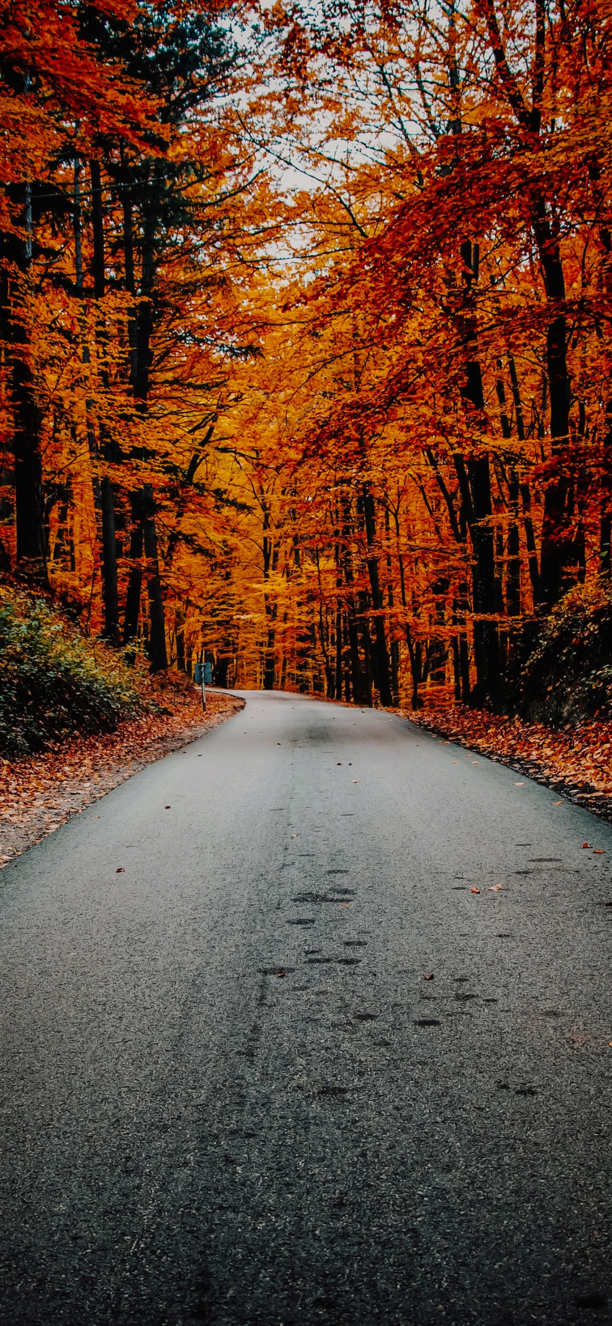 Autumn, Plant, Natural Landscape, Wood, Branch. Wallpaper in 1242x2688 Resolution