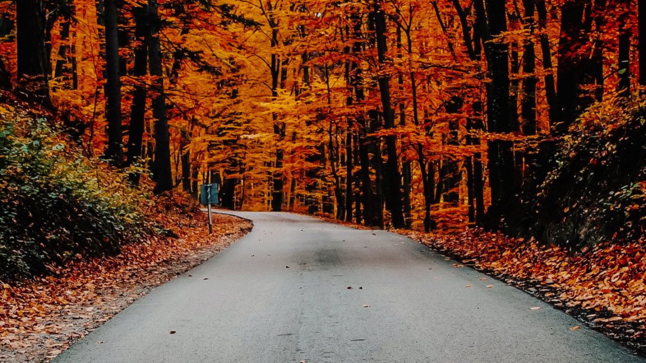 Autumn, Plant, Natural Landscape, Wood, Branch. Wallpaper in 1280x720 Resolution