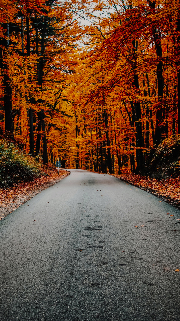 Autumn, Plant, Natural Landscape, Wood, Branch. Wallpaper in 750x1334 Resolution