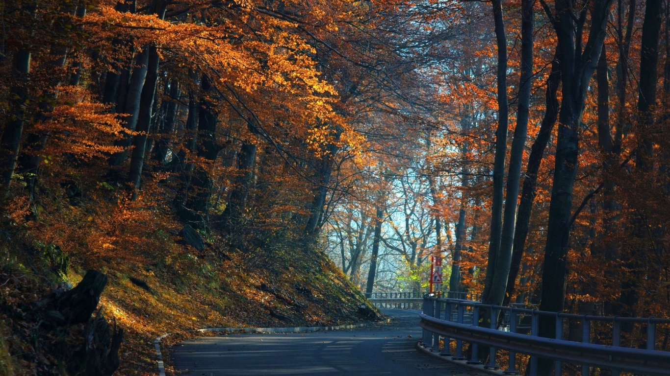 Black Wooden Bench Near Trees. Wallpaper in 1366x768 Resolution