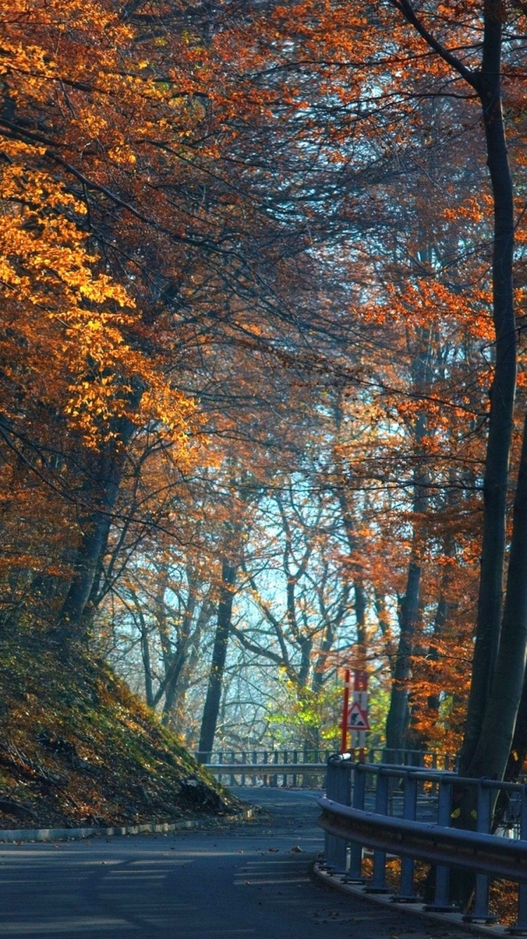 Banco de Madera Negro Cerca de Los Árboles. Wallpaper in 750x1334 Resolution
