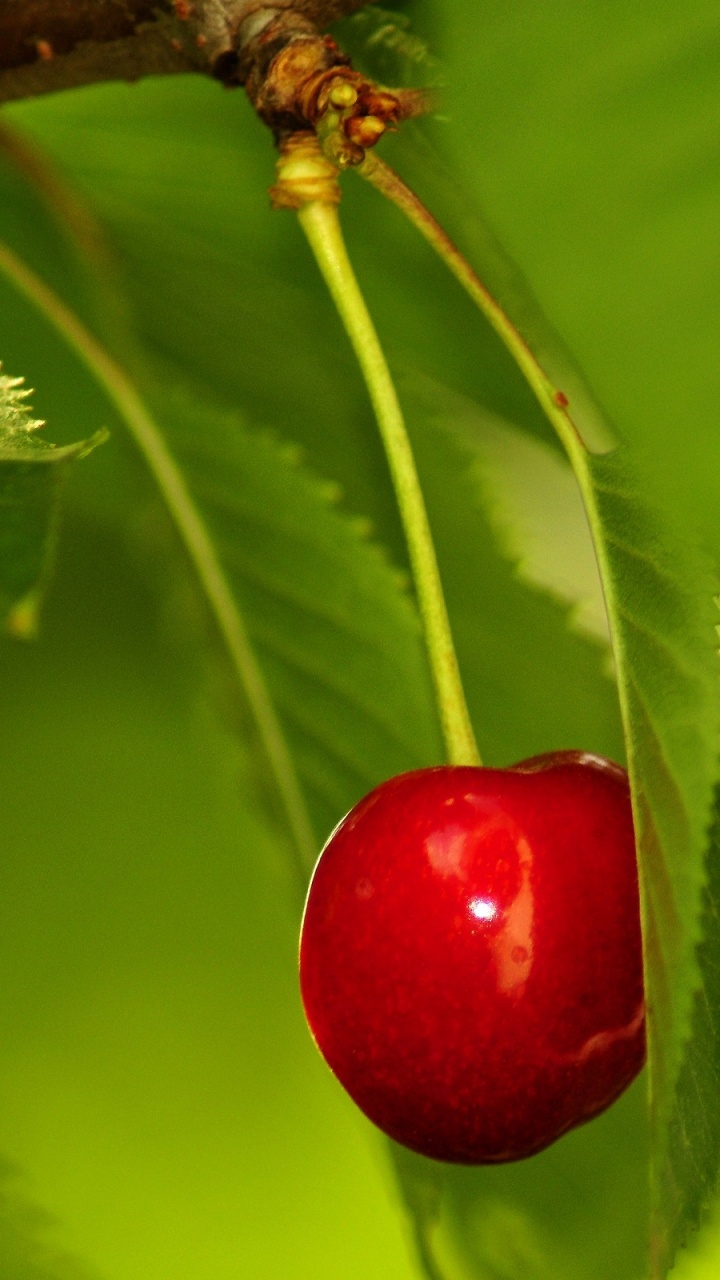Red Cherry Fruit on Green Leaf. Wallpaper in 720x1280 Resolution