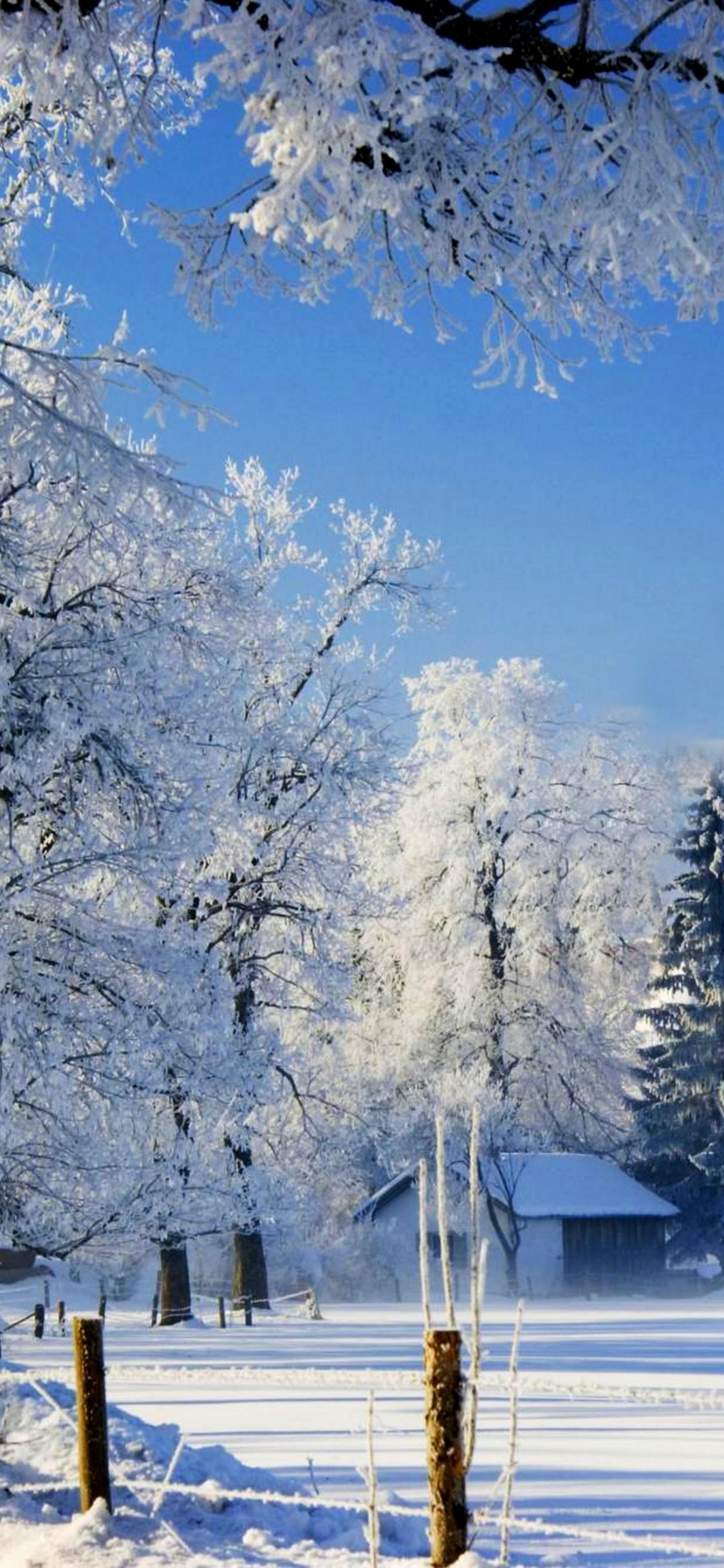 Árboles Cubiertos de Nieve y Montañas Bajo un Cielo Azul Durante el Día. Wallpaper in 1125x2436 Resolution