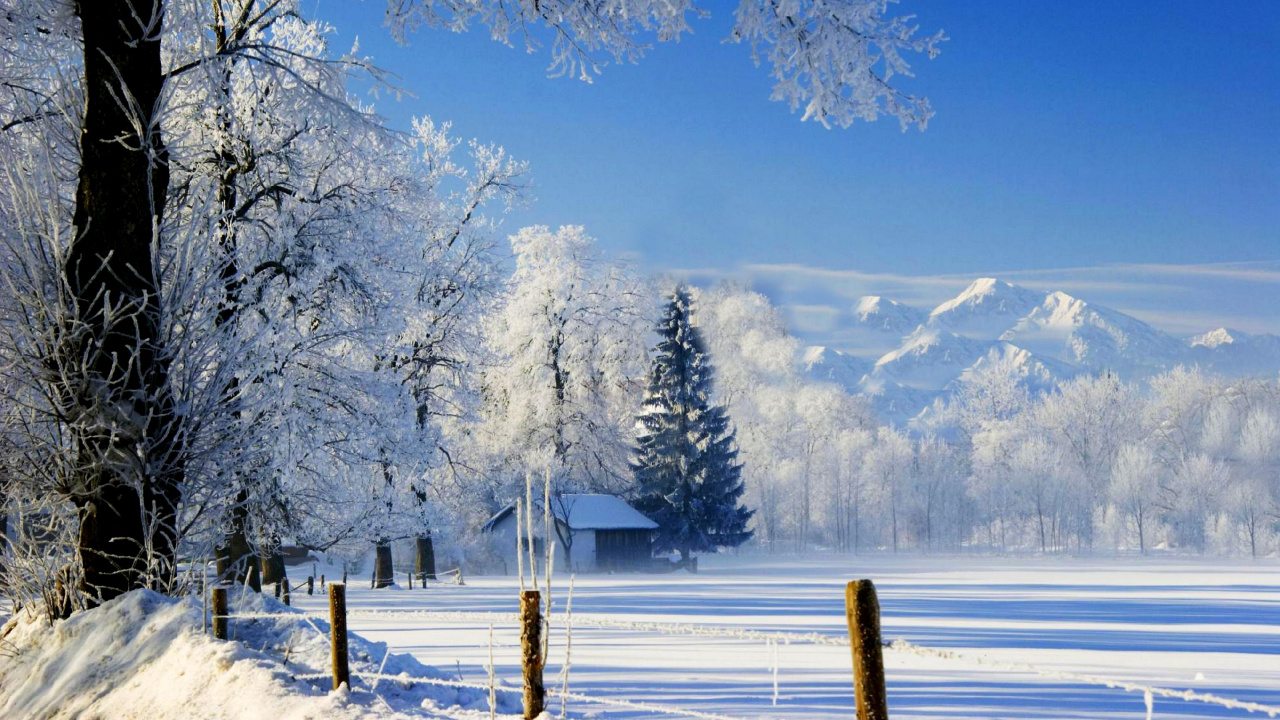 Árboles Cubiertos de Nieve y Montañas Bajo un Cielo Azul Durante el Día. Wallpaper in 1280x720 Resolution