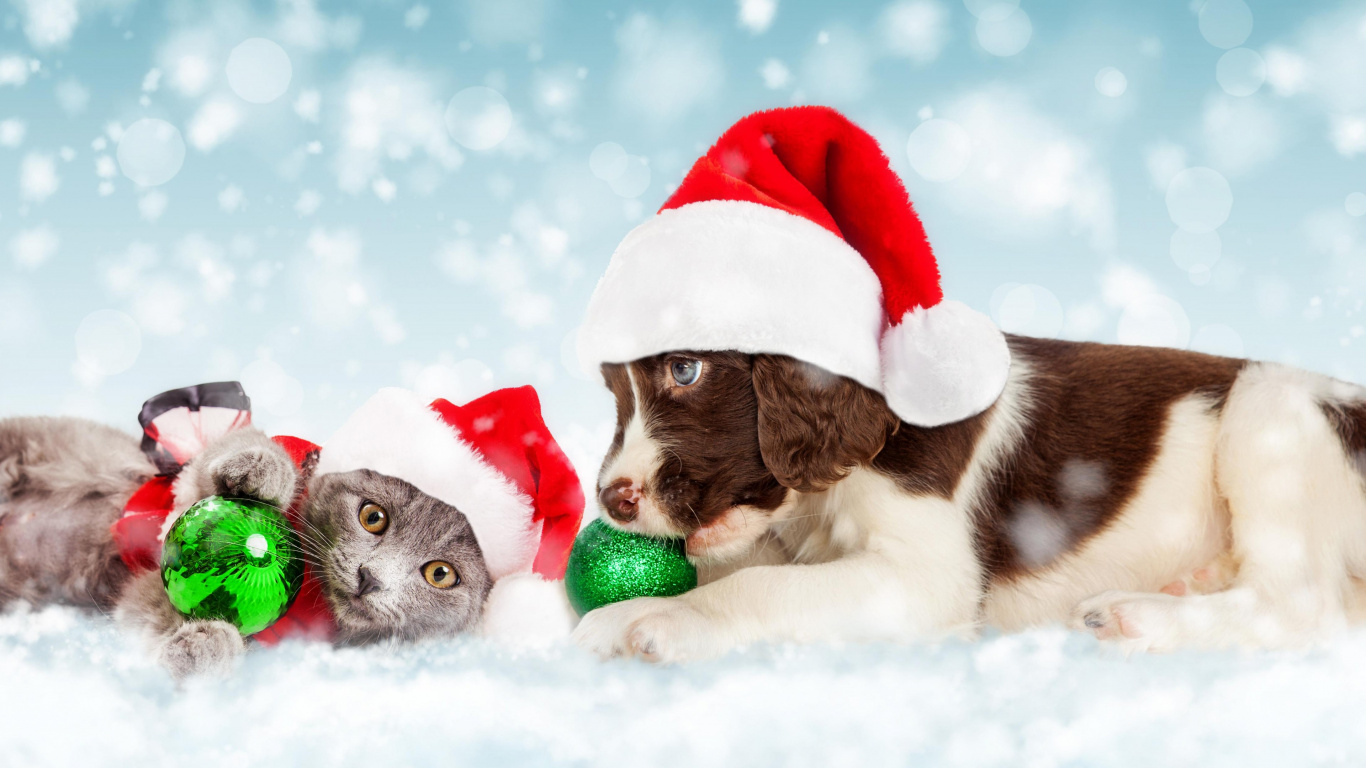 Black and White Short Coated Puppy on Snow Covered Ground During Daytime. Wallpaper in 1366x768 Resolution