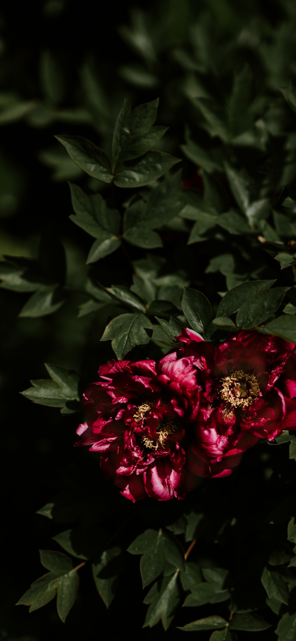 Fleurs Rouges Avec Des Feuilles Vertes. Wallpaper in 1125x2436 Resolution