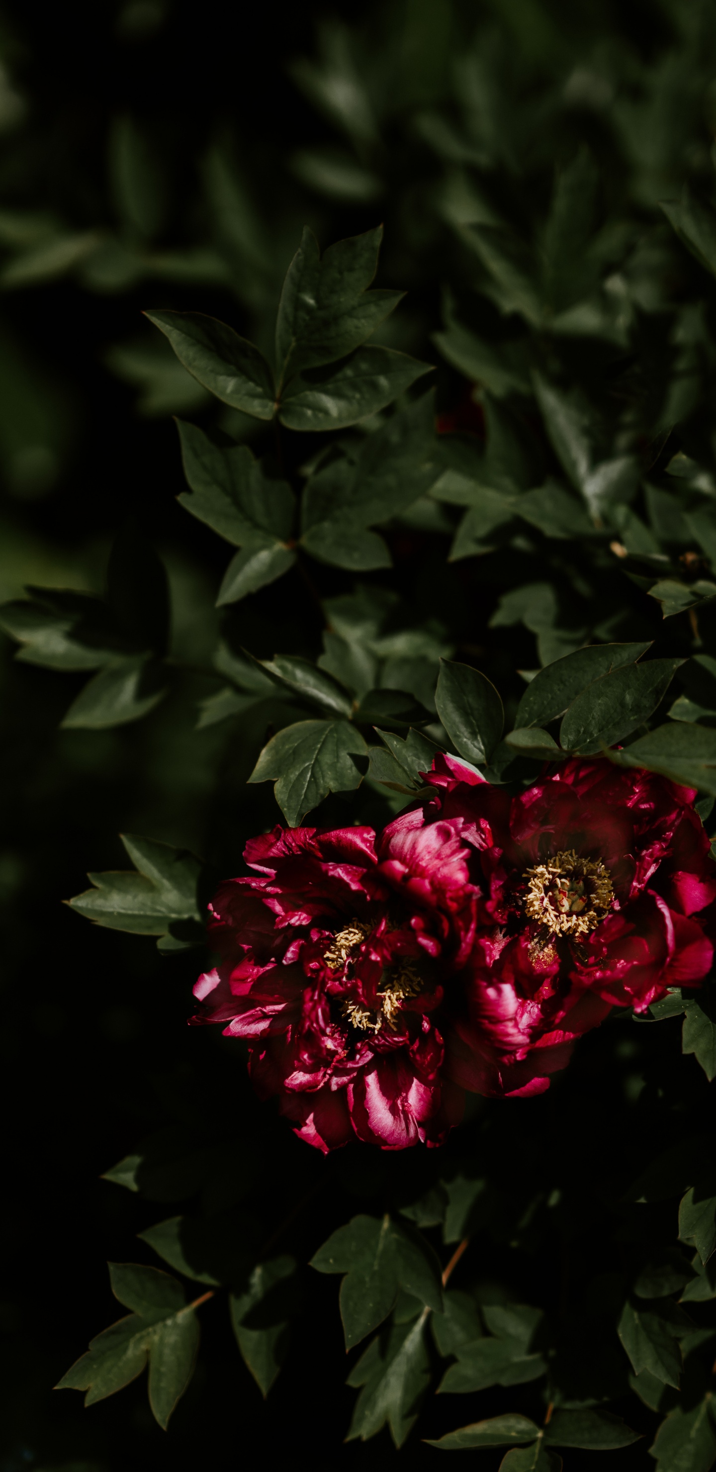 Fleurs Rouges Avec Des Feuilles Vertes. Wallpaper in 1440x2960 Resolution
