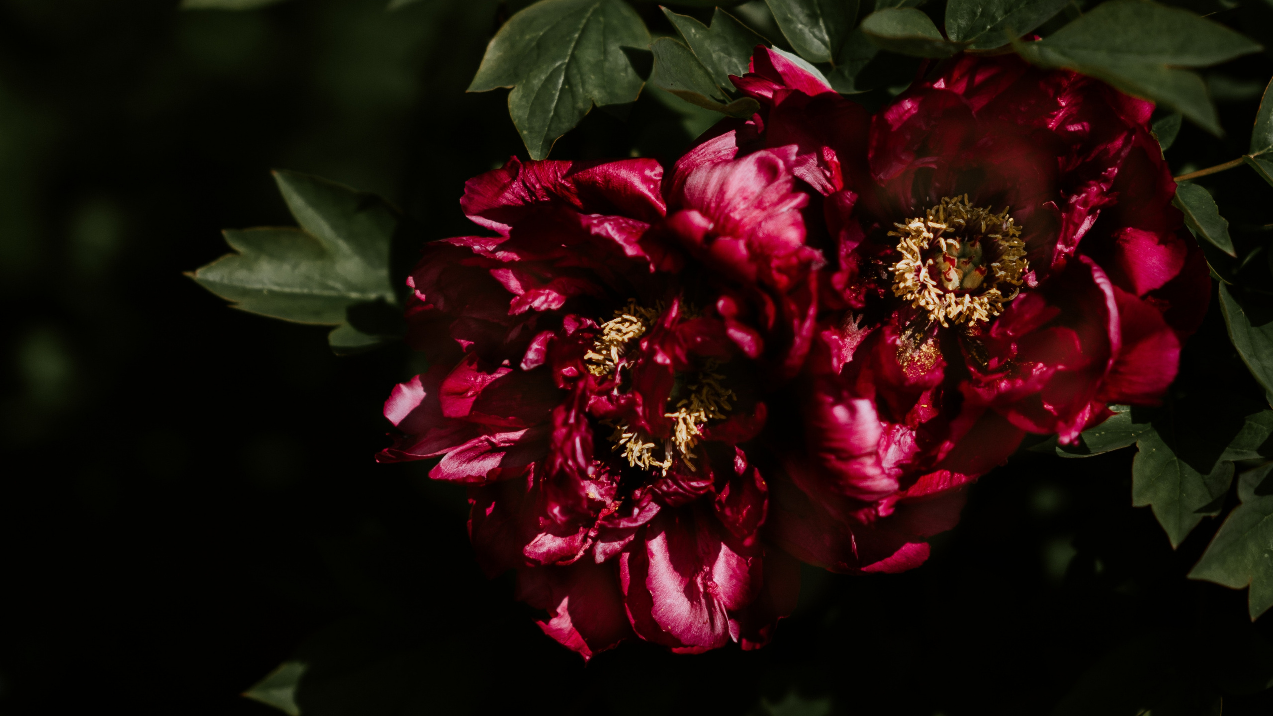 Fleurs Rouges Avec Des Feuilles Vertes. Wallpaper in 2560x1440 Resolution