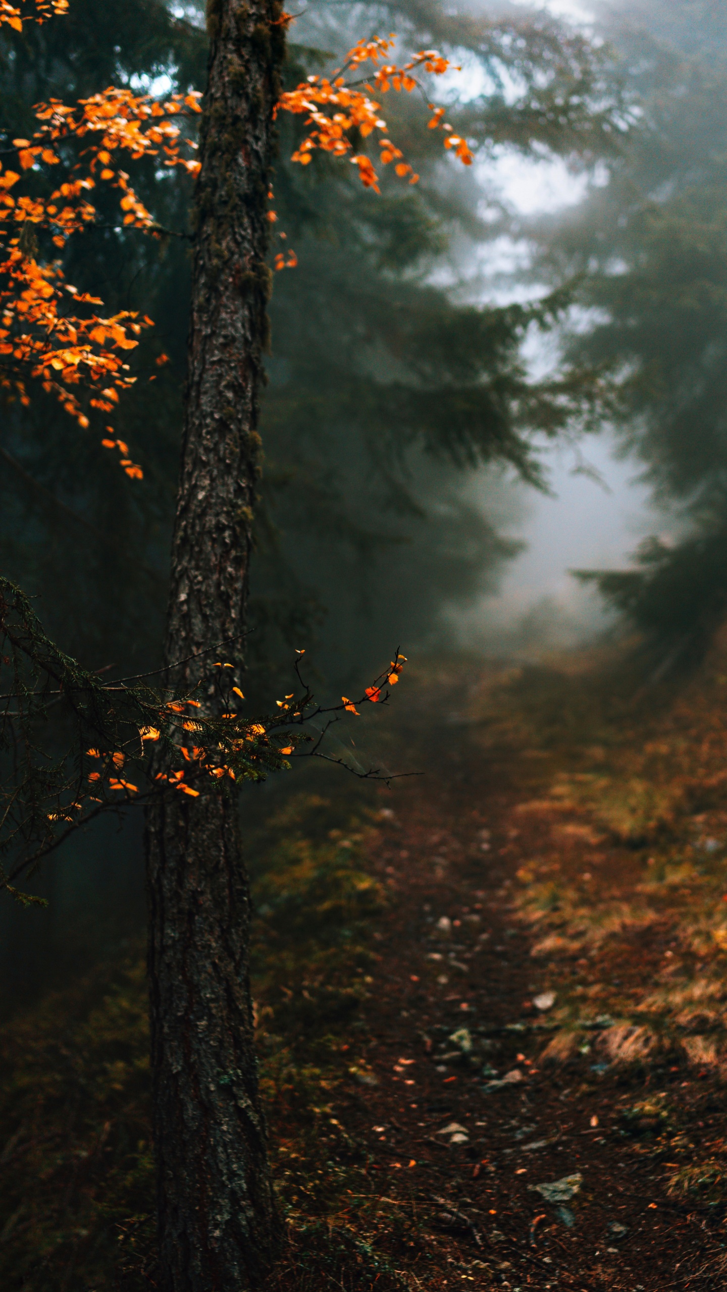 Citations D'automne Dans Mon Coeur, Atmosphère, Paysage Naturel, Rameau, Les Gens Dans la Nature. Wallpaper in 1440x2560 Resolution