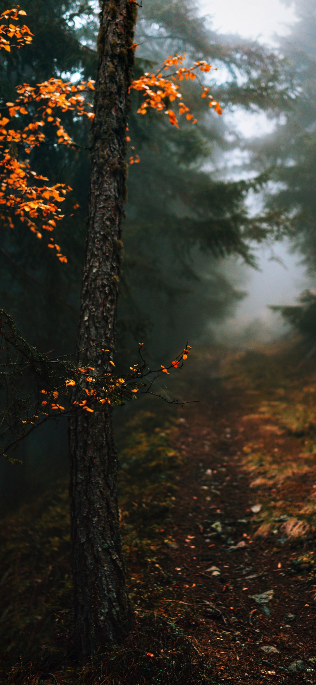 Herbst in Meinem Herzen Zitate, Atmosphäre, Naturlandschaft, Branch, Holz. Wallpaper in 1242x2688 Resolution