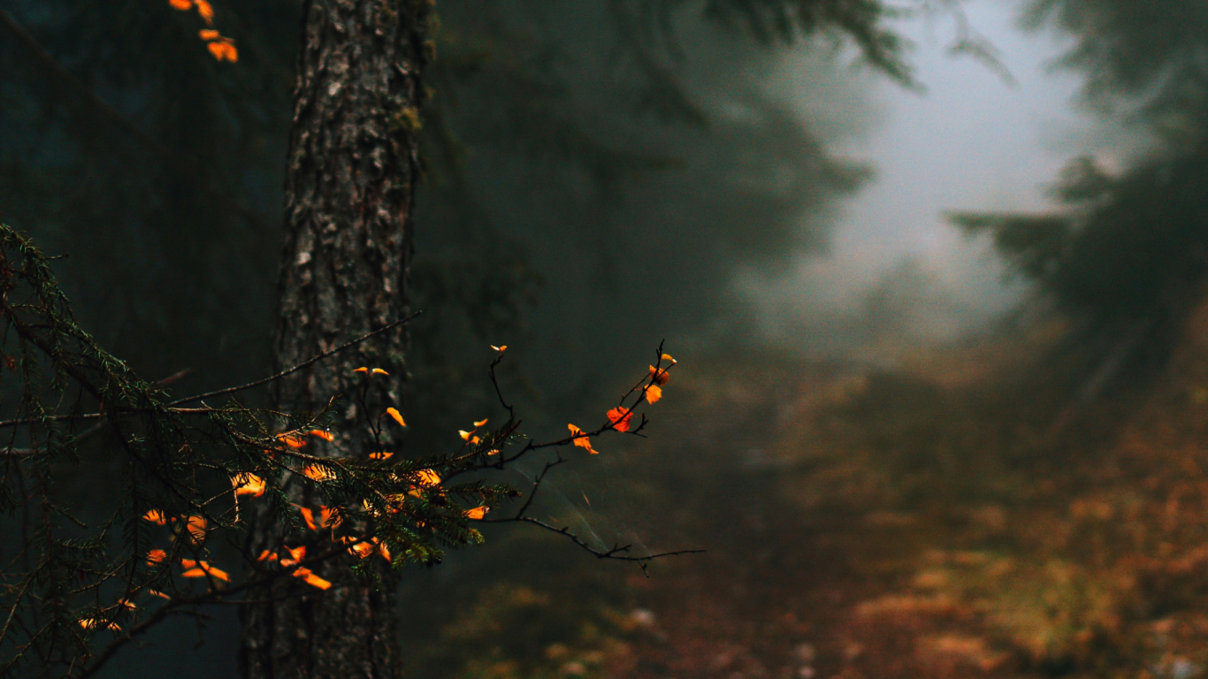 Herbst in Meinem Herzen Zitate, Atmosphäre, Naturlandschaft, Branch, Holz. Wallpaper in 1366x768 Resolution