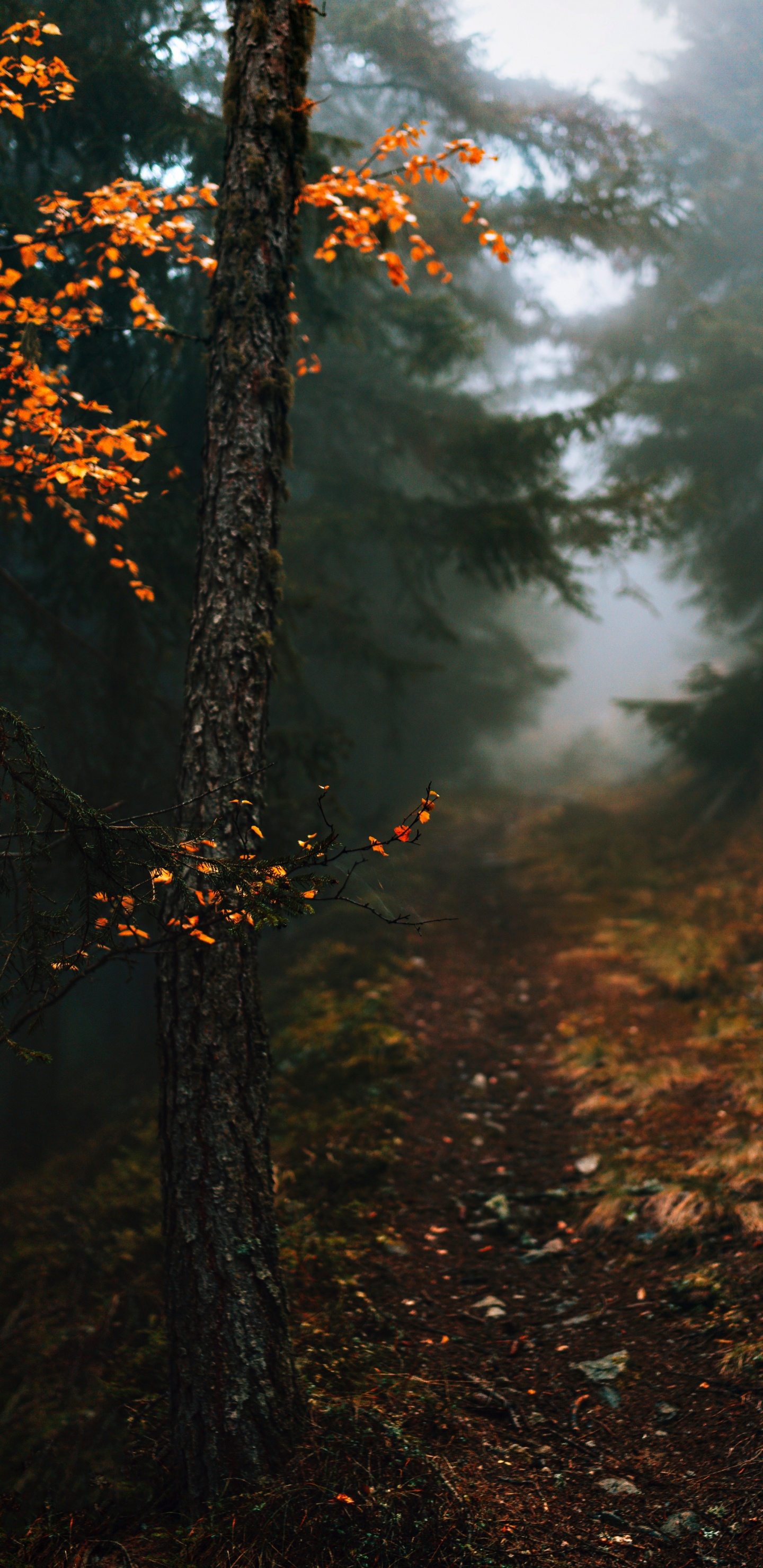 Herbst in Meinem Herzen Zitate, Atmosphäre, Naturlandschaft, Branch, Holz. Wallpaper in 1440x2960 Resolution