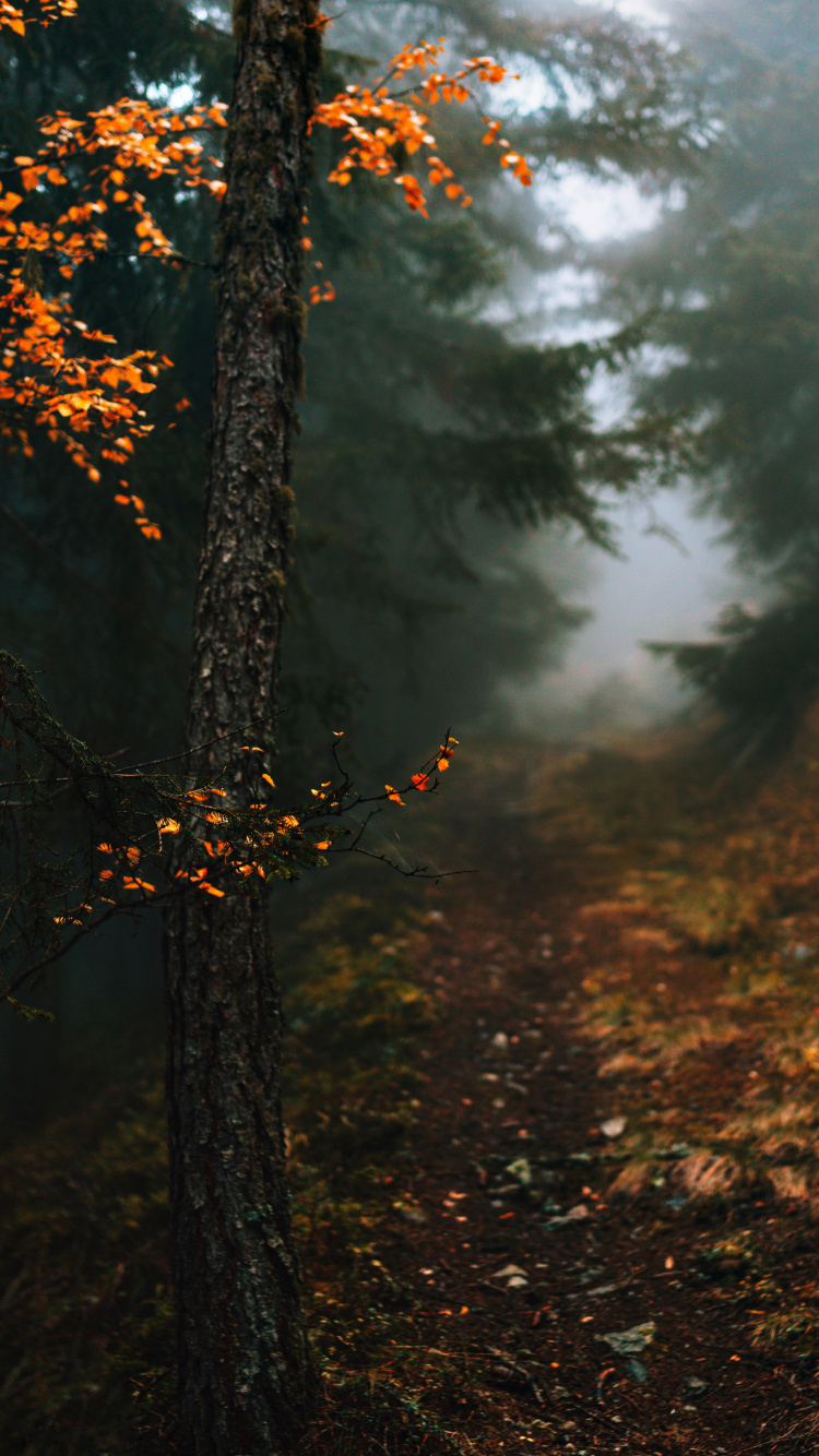 Otoño en mi Corazón Citas, Ambiente, Paisaje Natural, Sucursal, Madera. Wallpaper in 750x1334 Resolution