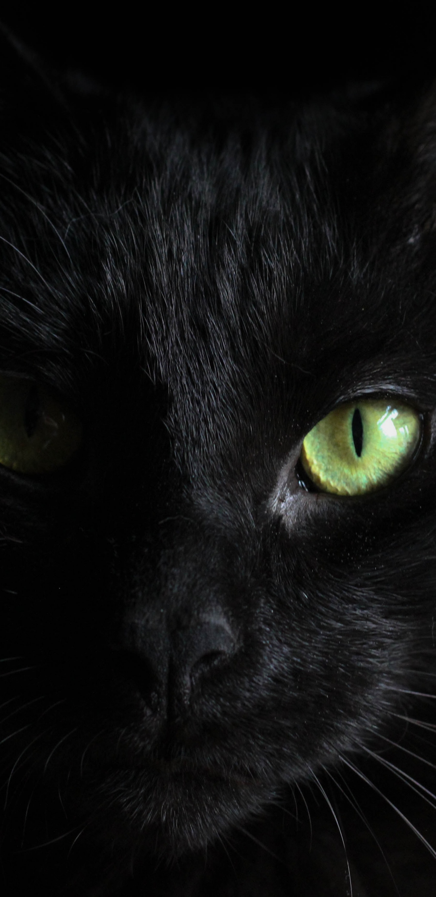 Chat Noir Aux Yeux Verts. Wallpaper in 1440x2960 Resolution