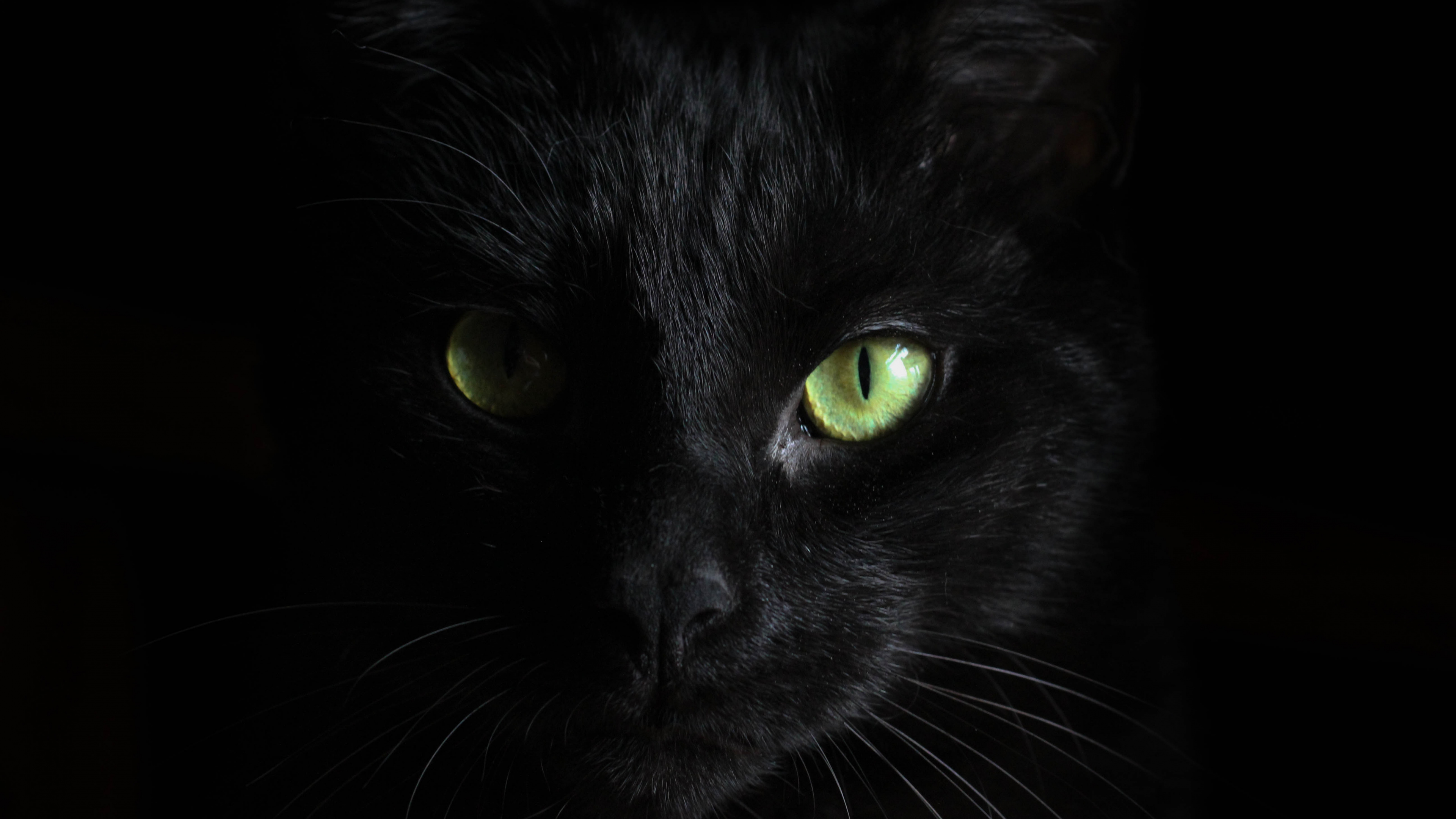 Chat Noir Aux Yeux Verts. Wallpaper in 3840x2160 Resolution
