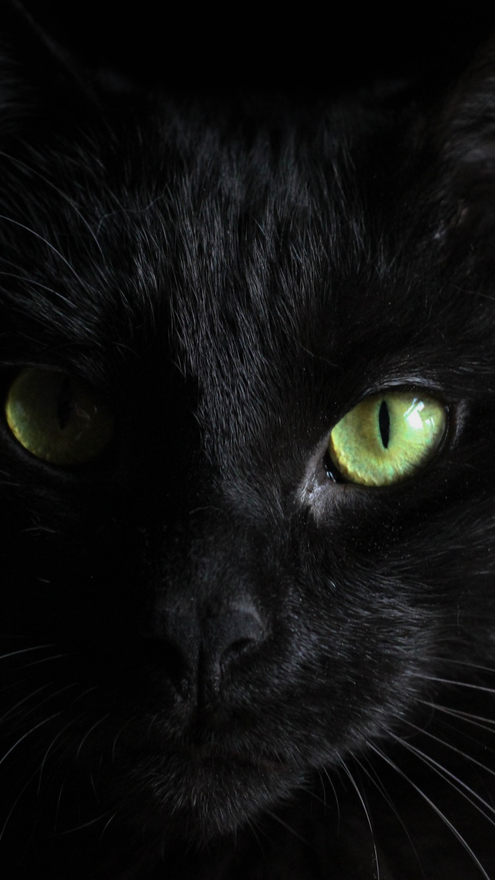 Chat Noir Aux Yeux Verts. Wallpaper in 720x1280 Resolution