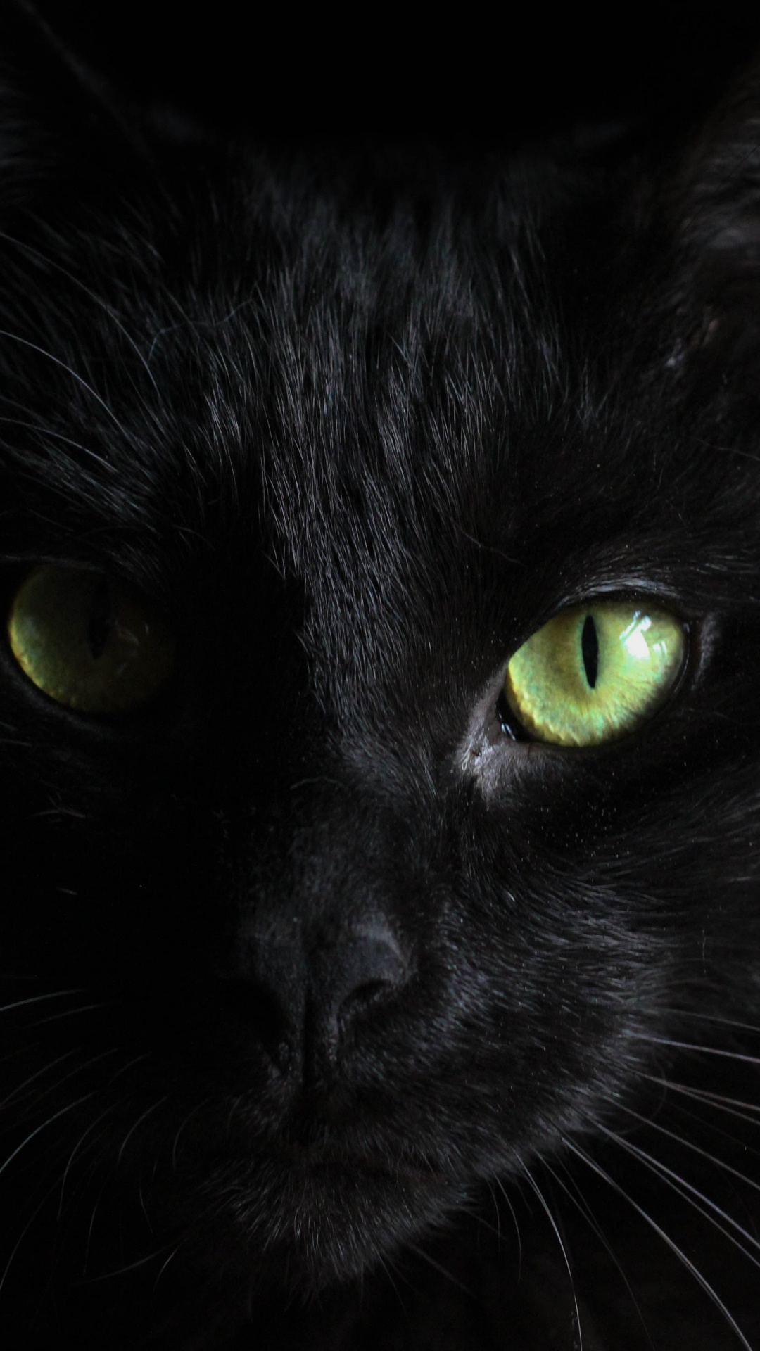 Gato Negro Con Ojos Verdes. Wallpaper in 1080x1920 Resolution