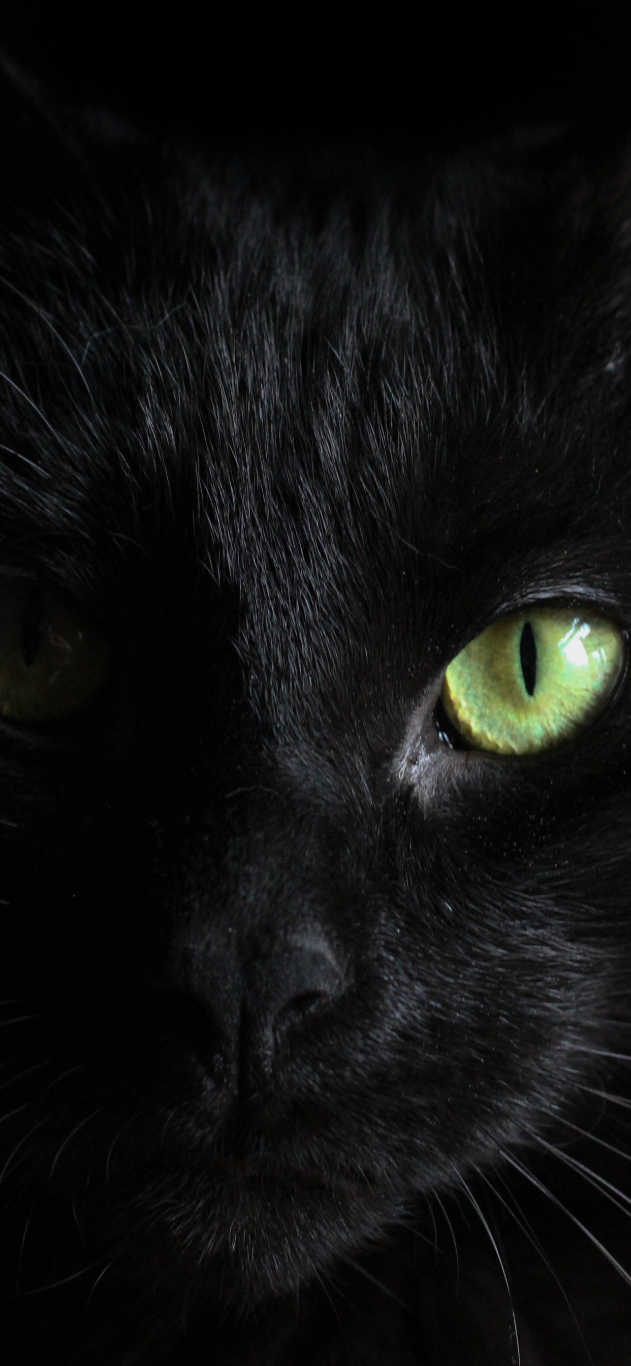 Gato Negro Con Ojos Verdes. Wallpaper in 1242x2688 Resolution