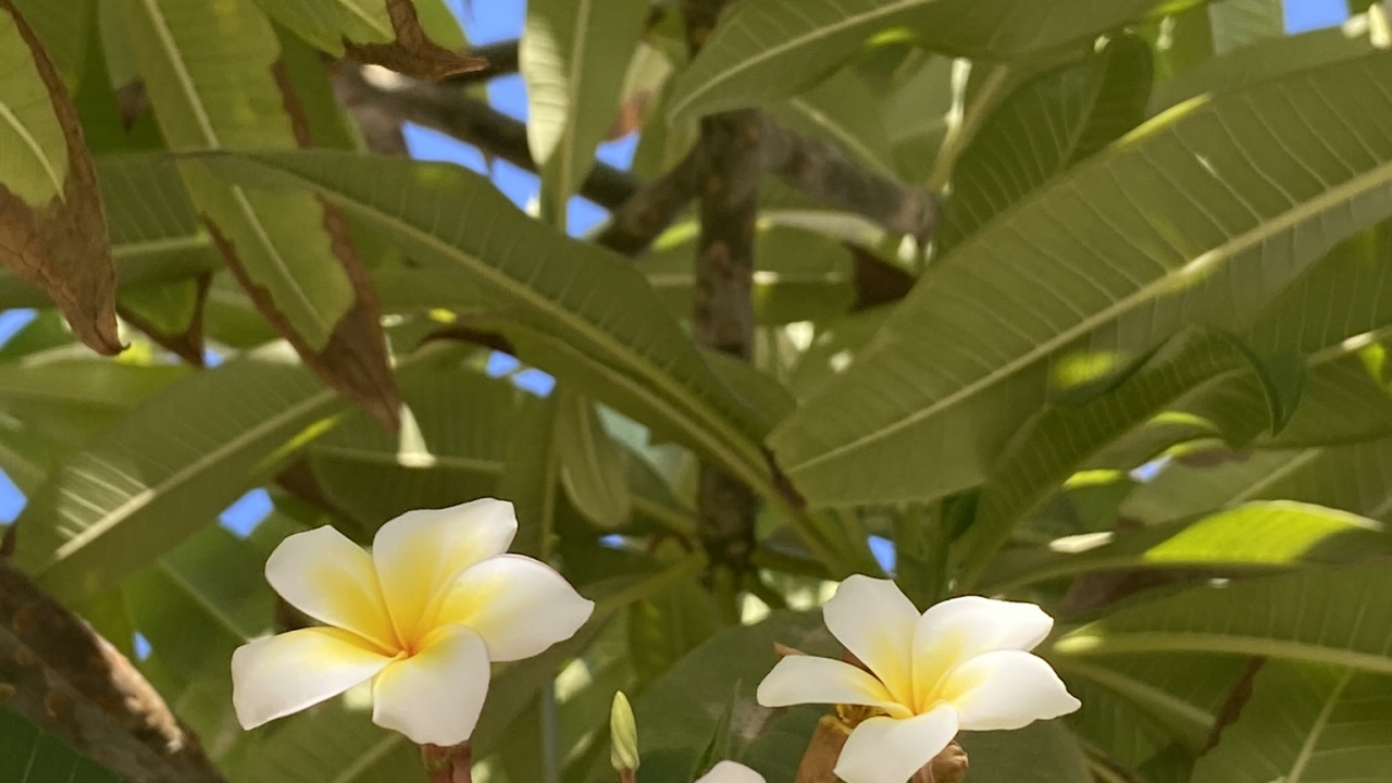 Flora, Science, Physics, Yellow, Petal. Wallpaper in 1280x720 Resolution