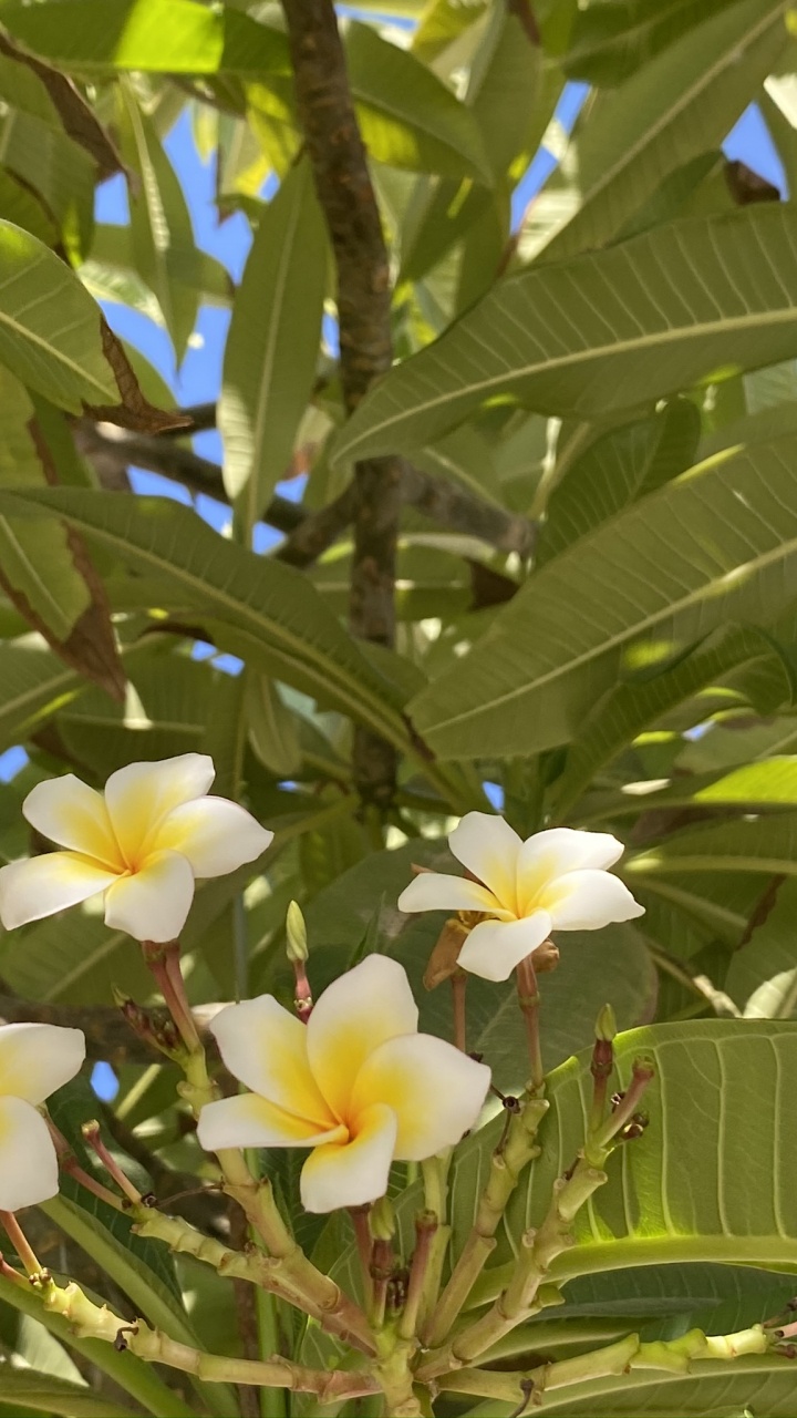 Flora, Science, Physics, Yellow, Petal. Wallpaper in 720x1280 Resolution