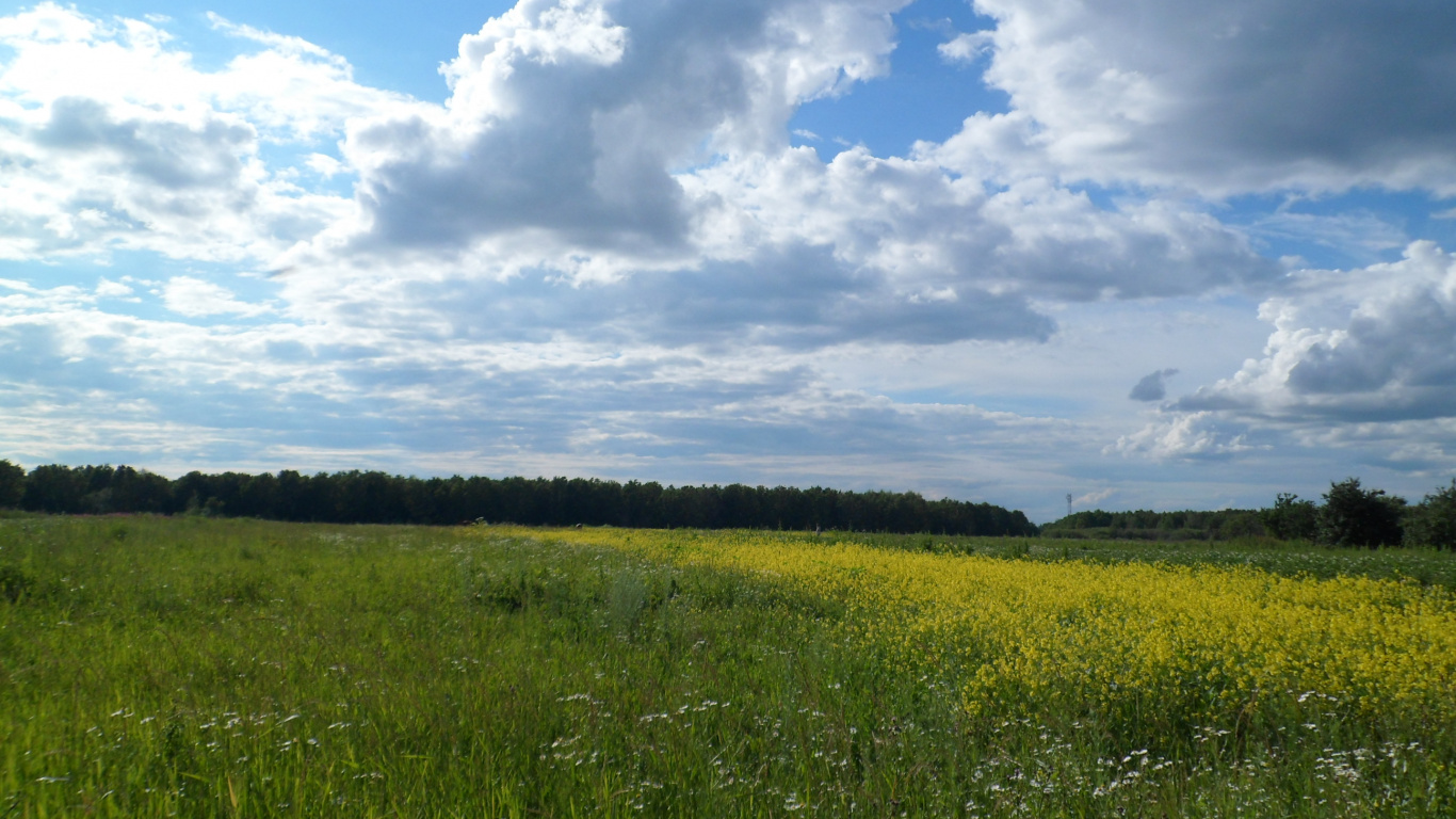 Green Grass Field Under White Clouds and Blue Sky During Daytime. Wallpaper in 1366x768 Resolution