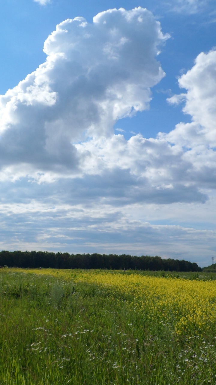 Green Grass Field Under White Clouds and Blue Sky During Daytime. Wallpaper in 720x1280 Resolution