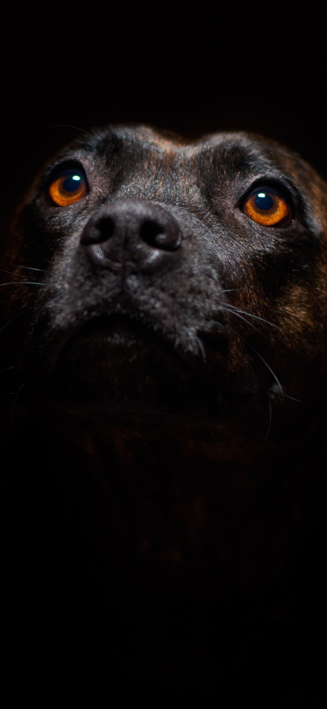 Schwarzer, Kurzhaariger Mittelgroßer Hund. Wallpaper in 1125x2436 Resolution